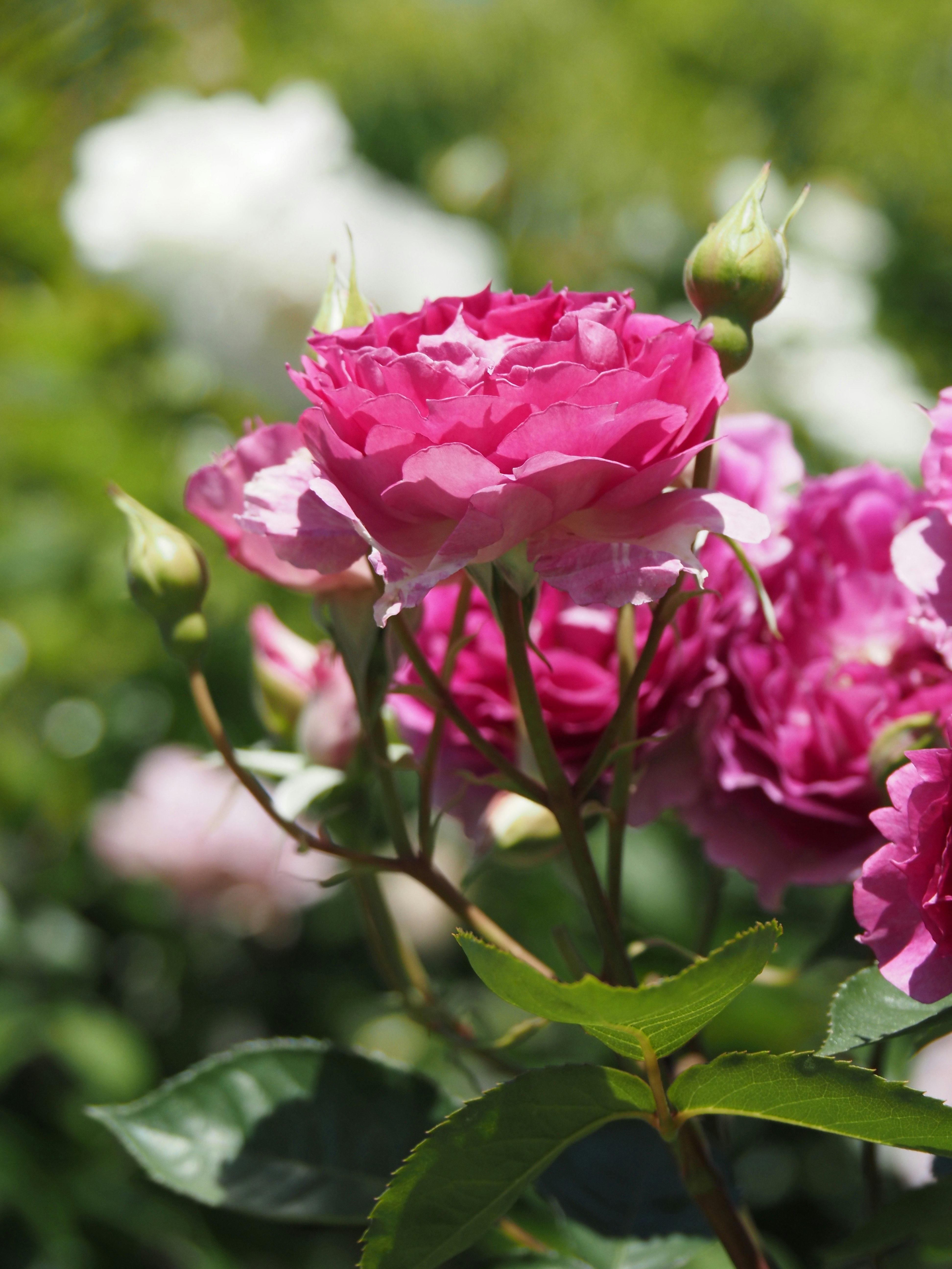 春の薔薇園の色鮮やかなバラの花