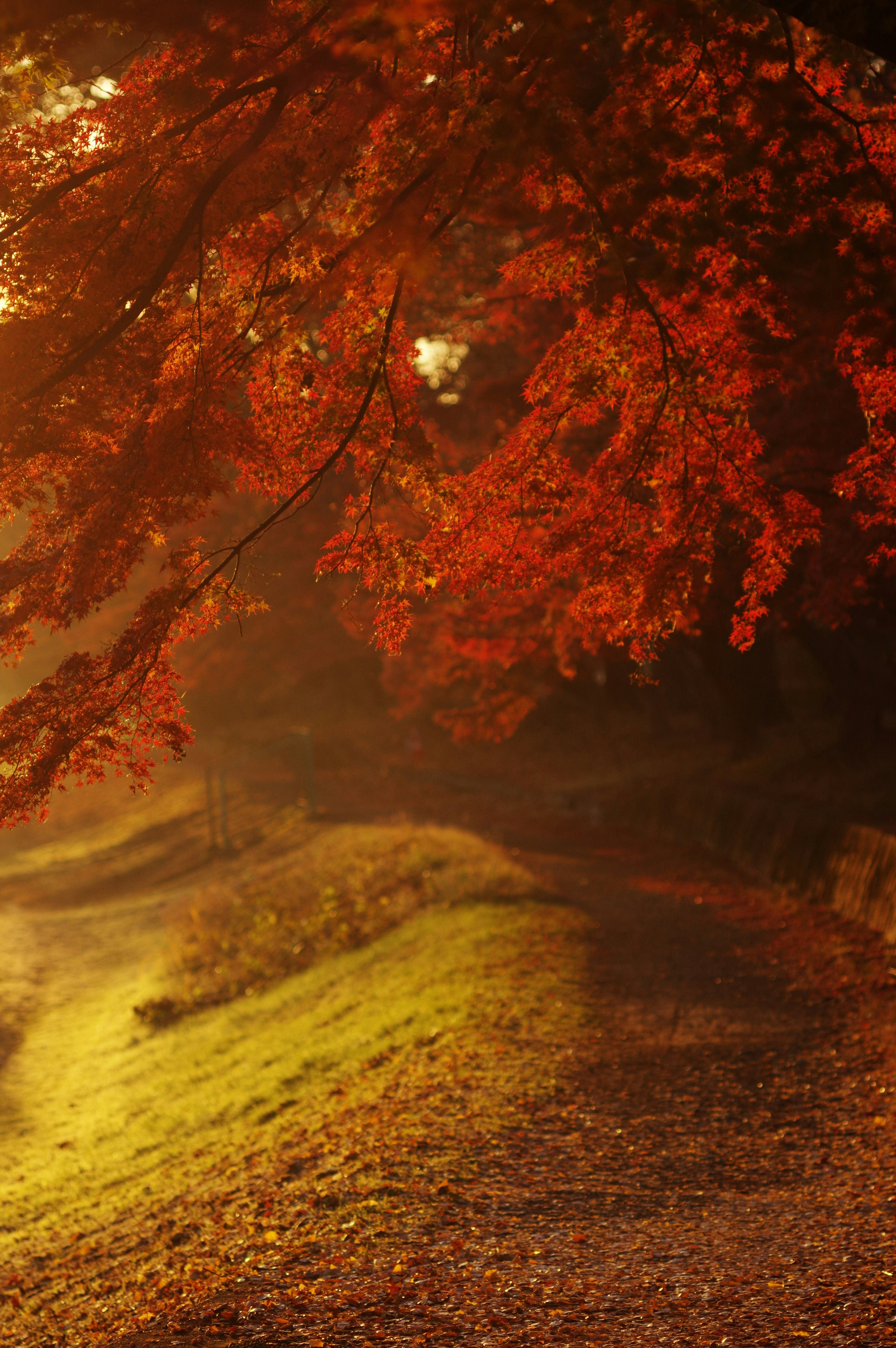 紅葉の木々が朝日を浴びる小道の風景