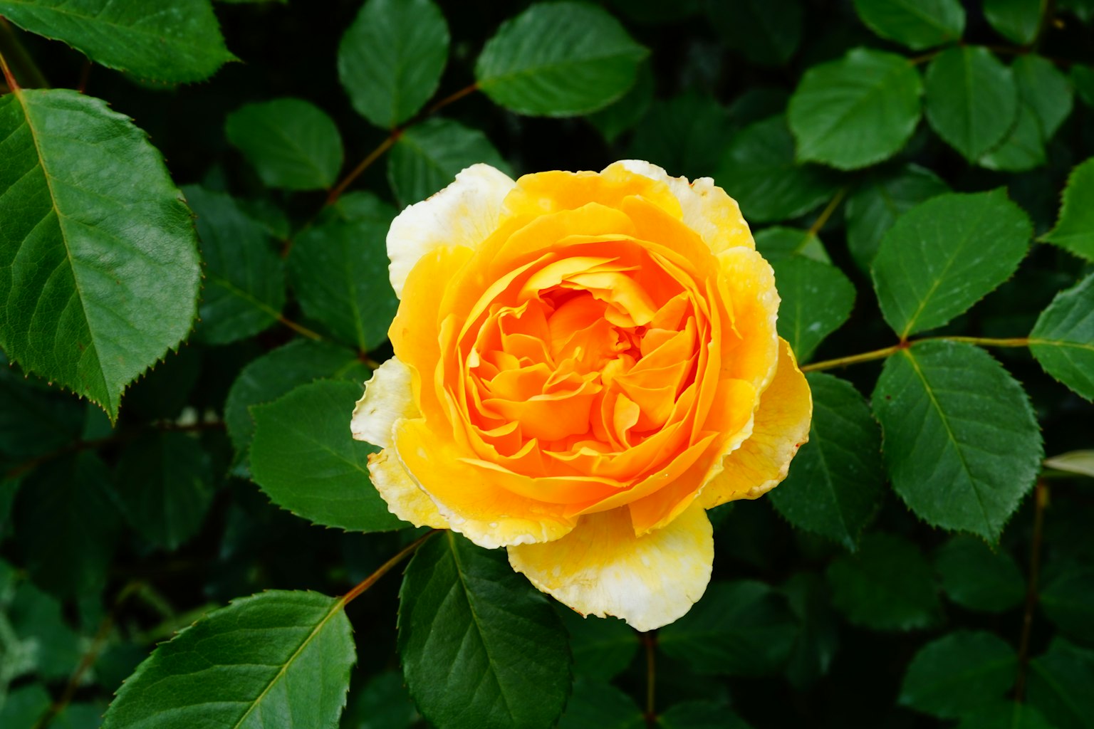 Lebendige gelbe Rose umgeben von grünen Blättern