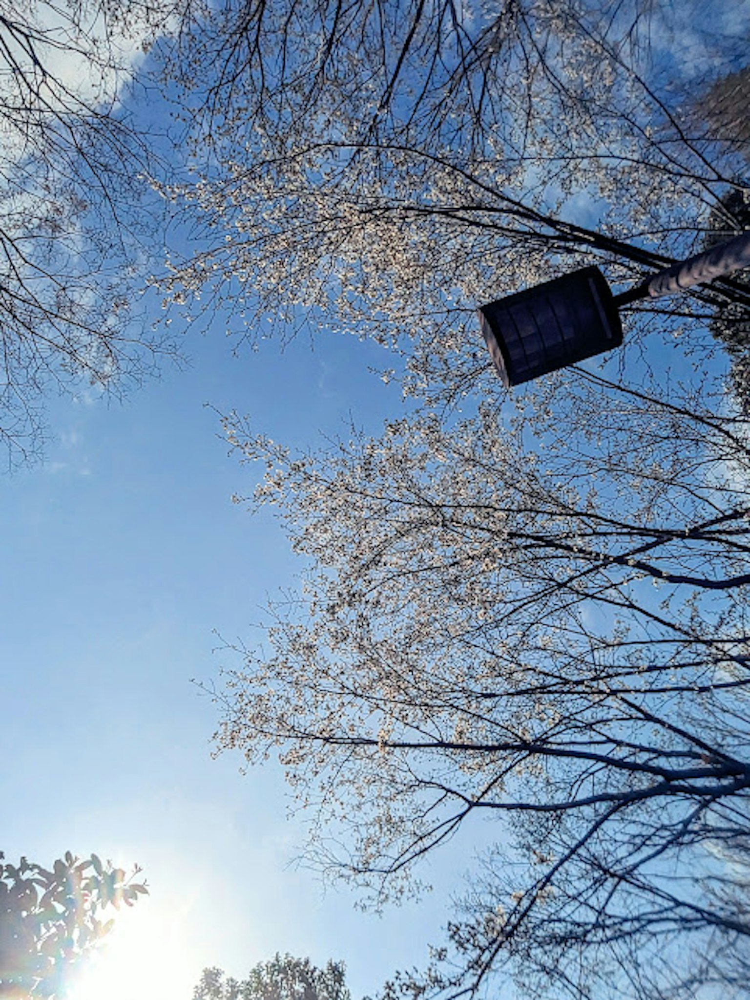 Landschaft mit blauem Himmel und weißen Baumzweigen