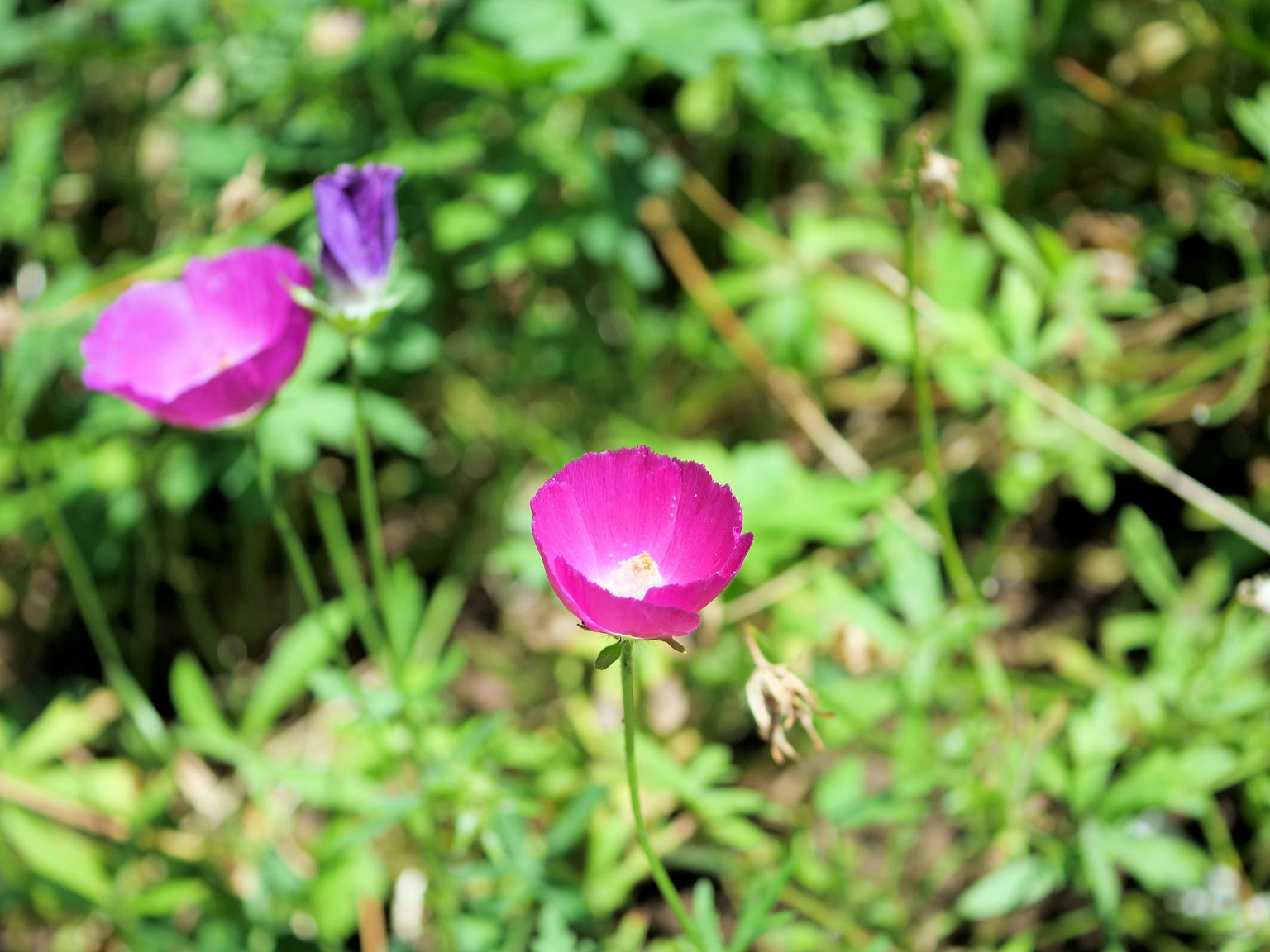 Fiore rosa vivace e fiore viola che fioriscono su uno sfondo verde