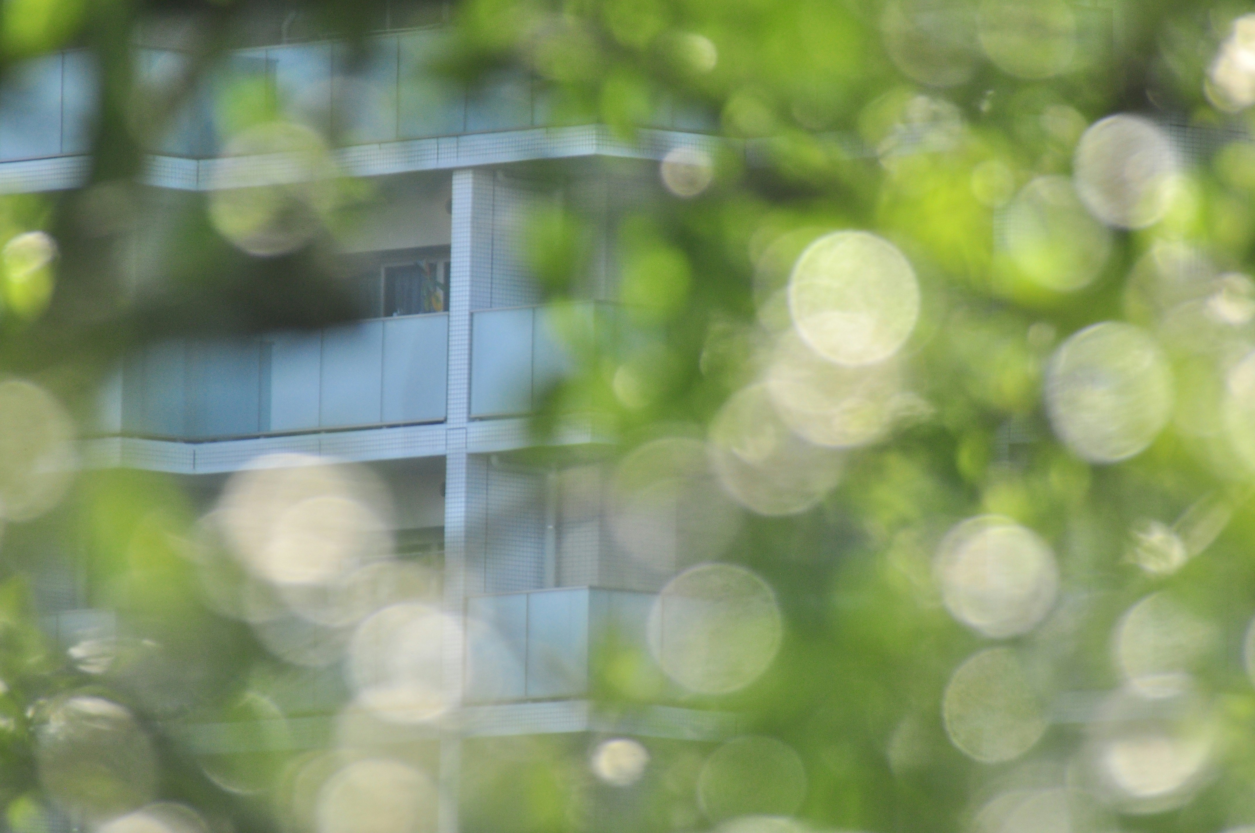 木漏れ日が差し込む緑の背景