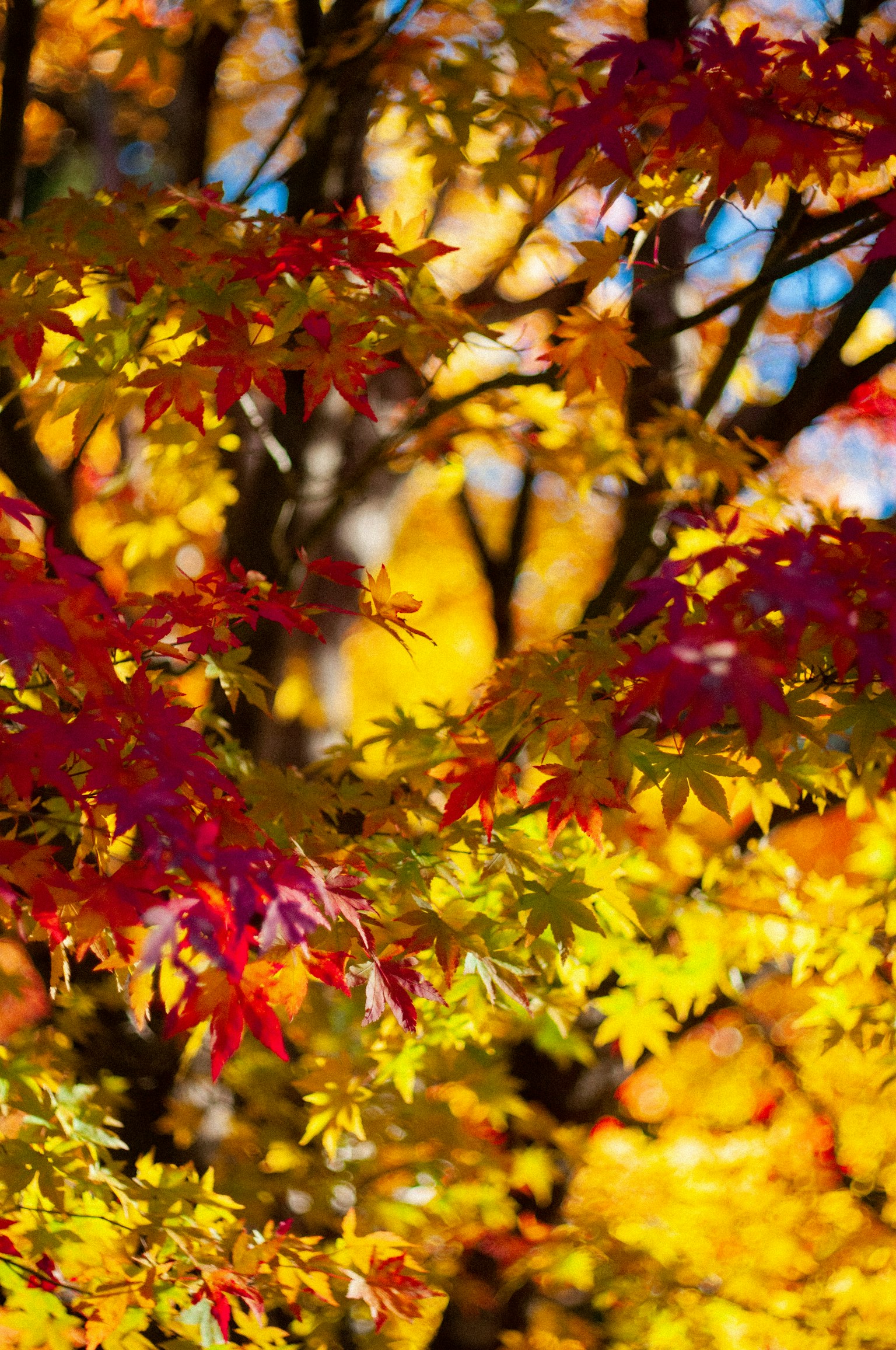 Primer plano de hojas de otoño vibrantes en tonos rojos y amarillos