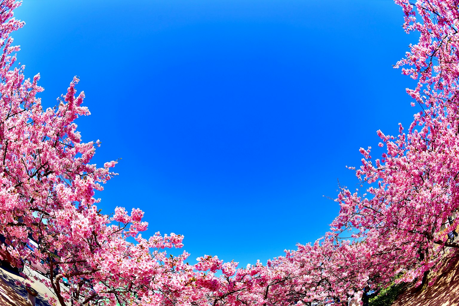 Blauer Himmel eingerahmt von blühenden Kirschbäumen