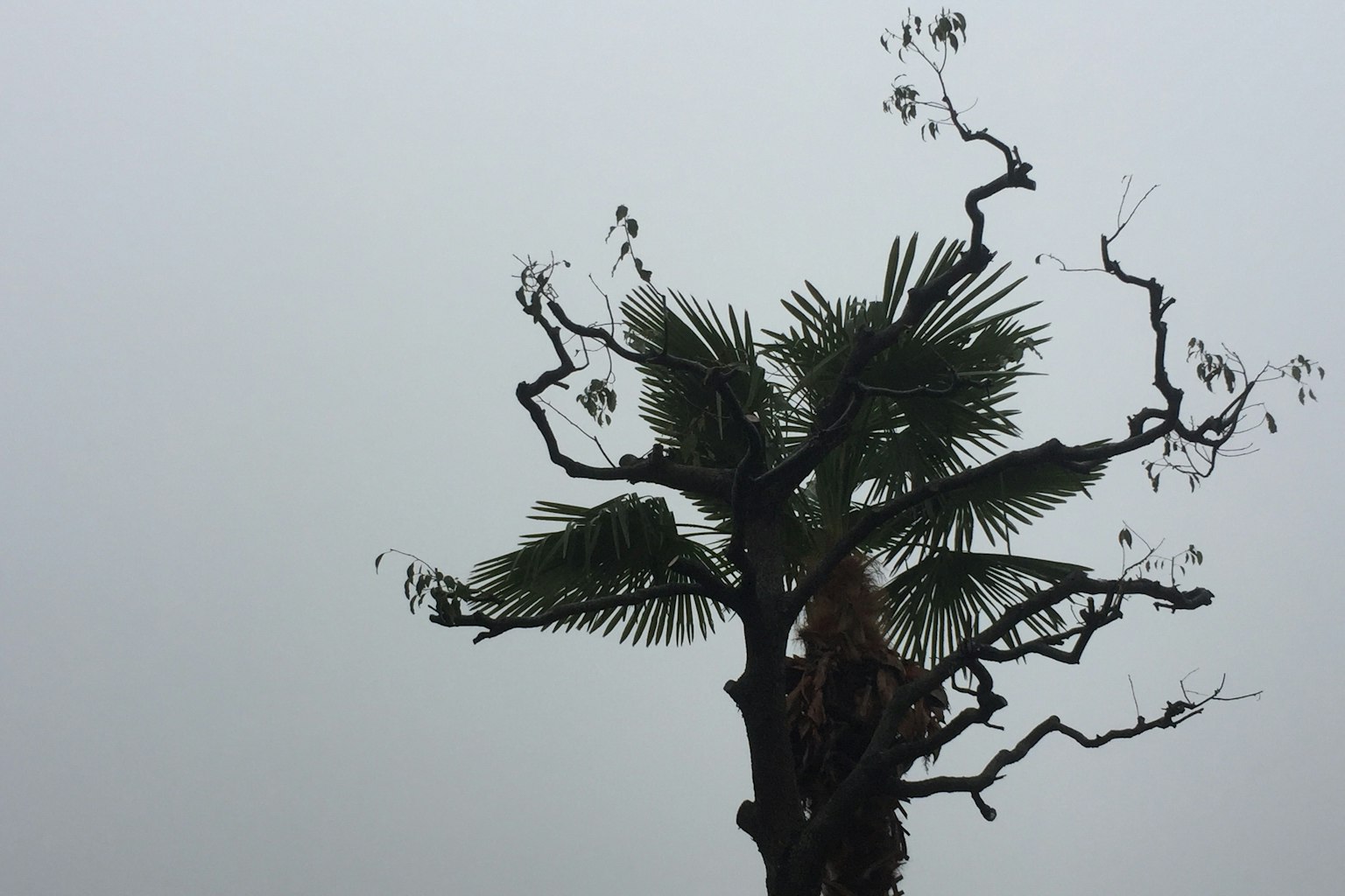 Silhouette d'un arbre distinctif dans le brouillard