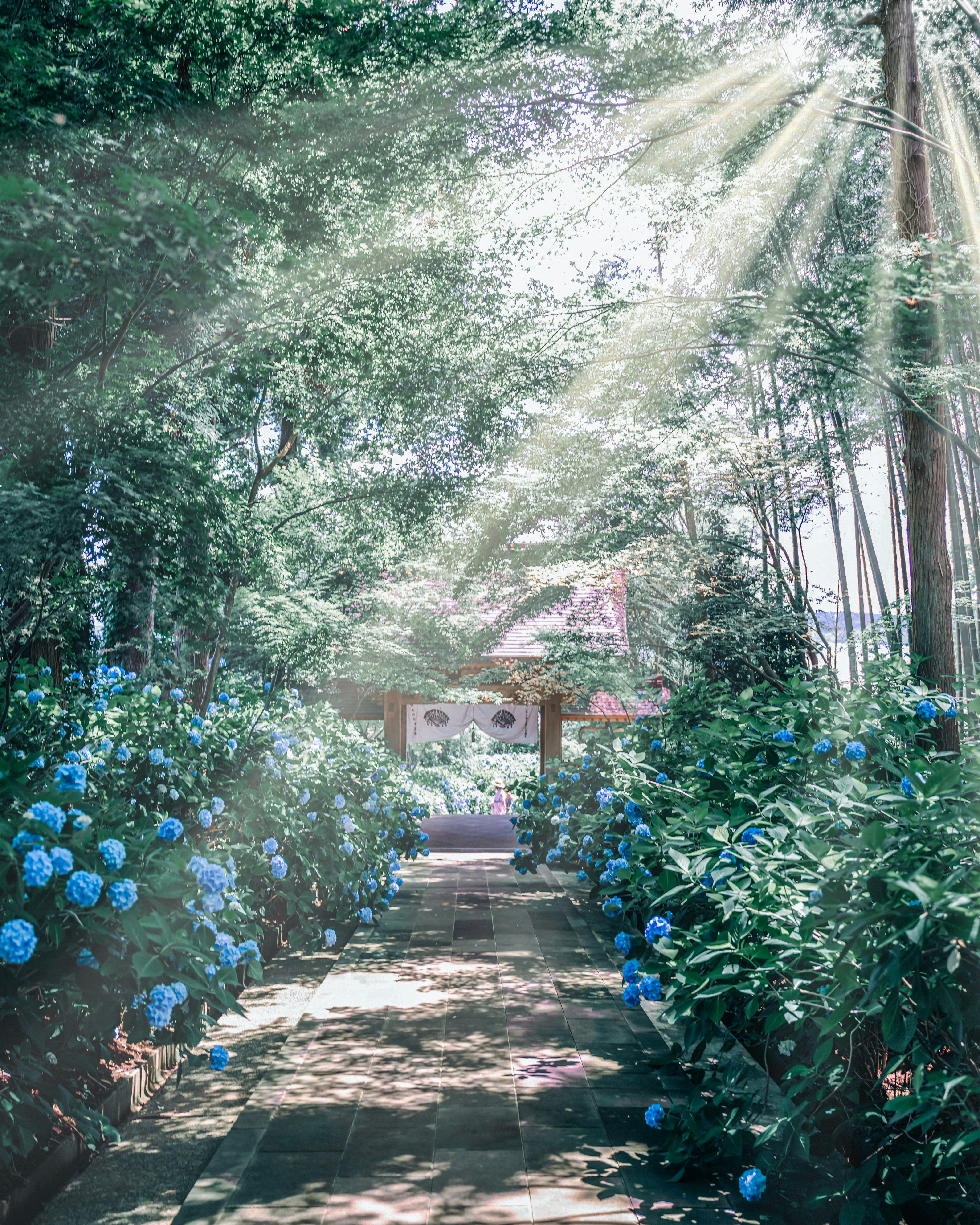 hydrangea path with stone steps through the trees
