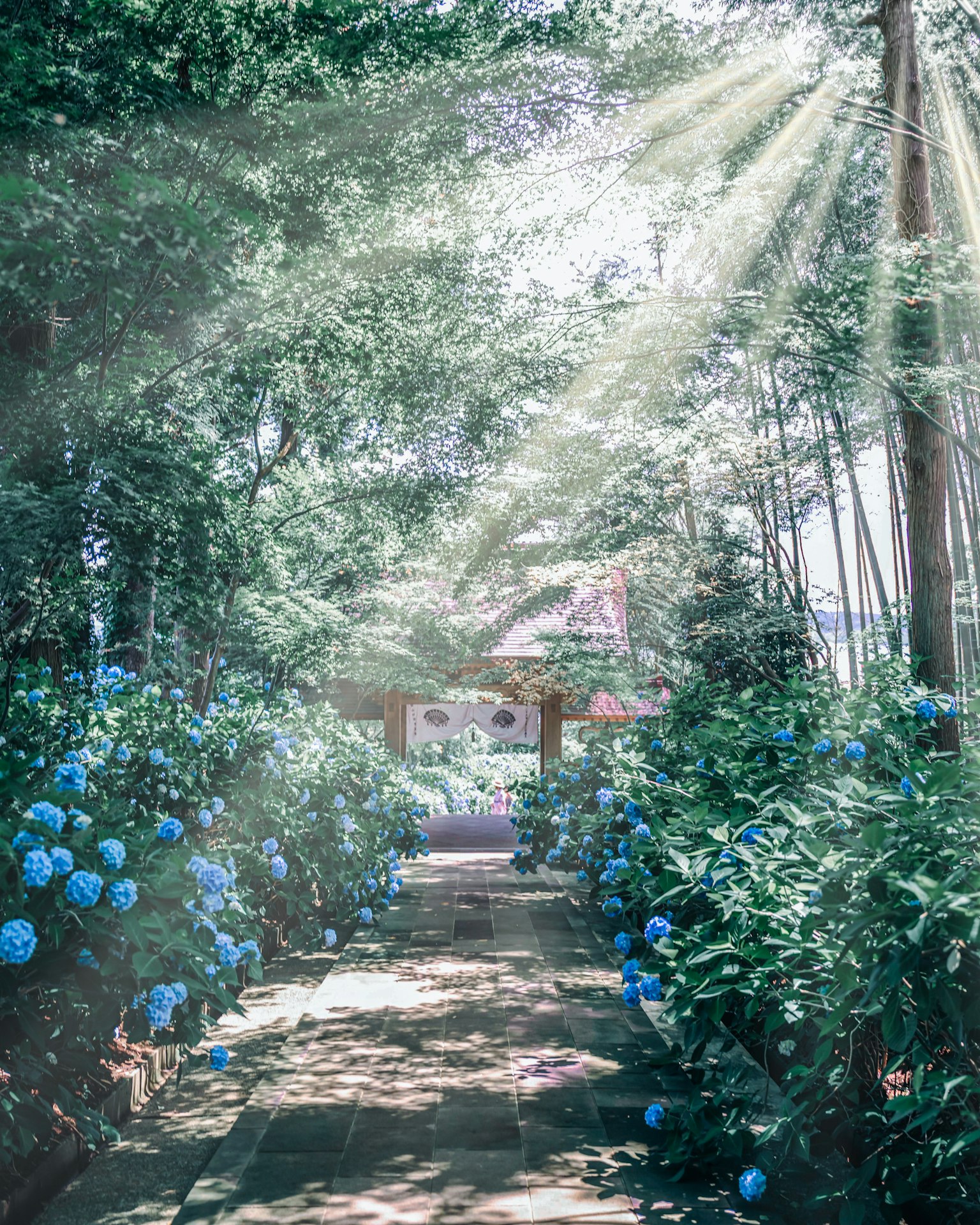 A serene pathway surrounded by blue hydrangeas with sunlight filtering through trees