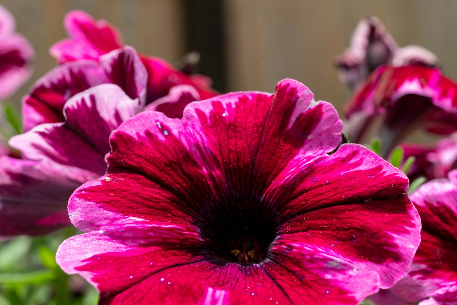 Fiori di petunia vibranti in rosa e bianco in piena fioritura