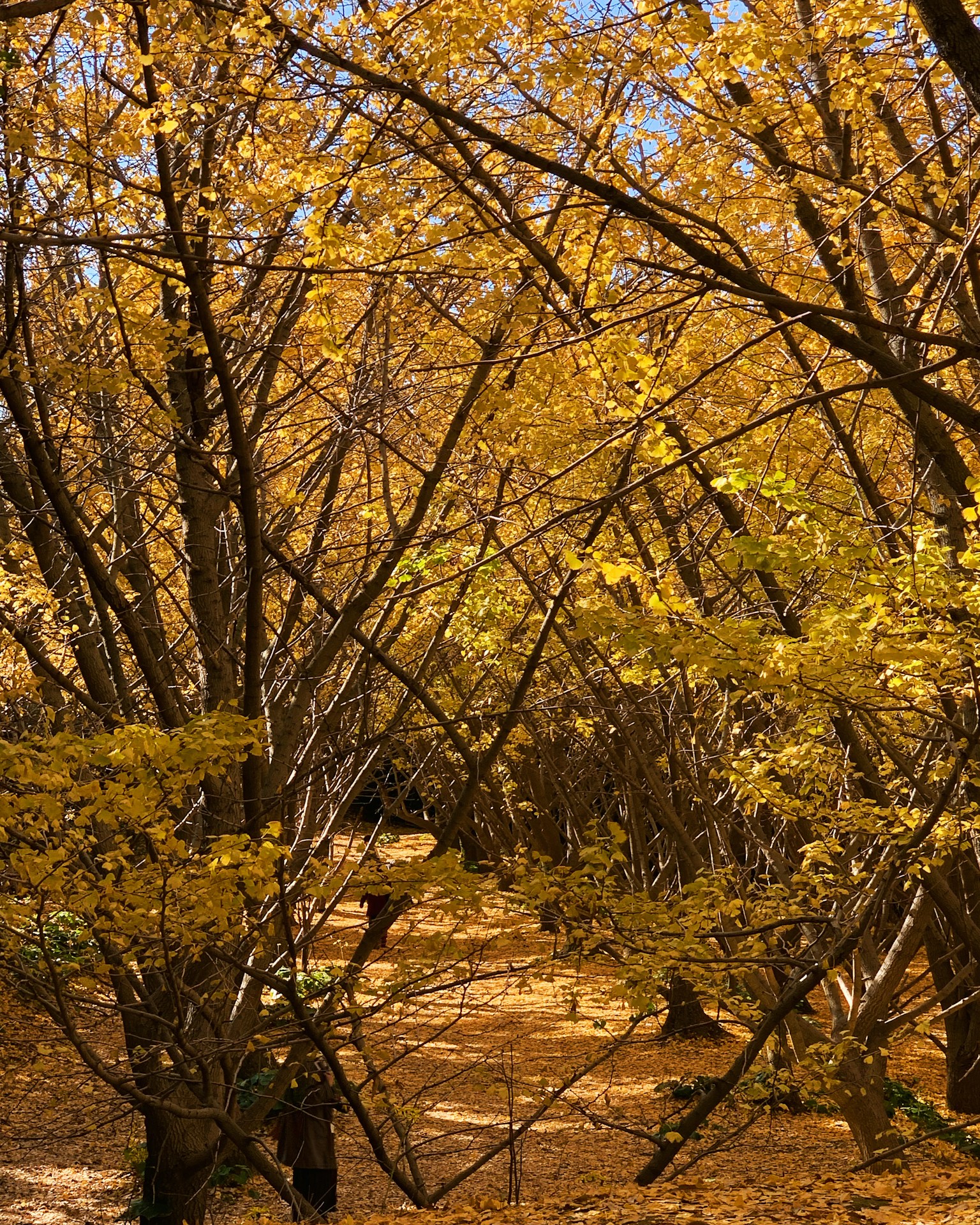 Weg zwischen Bäumen mit lebhaften gelben Herbstblättern