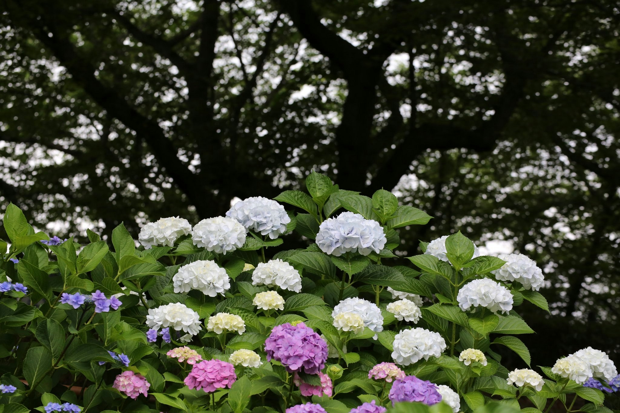 木の下で咲く色とりどりのアジサイの花