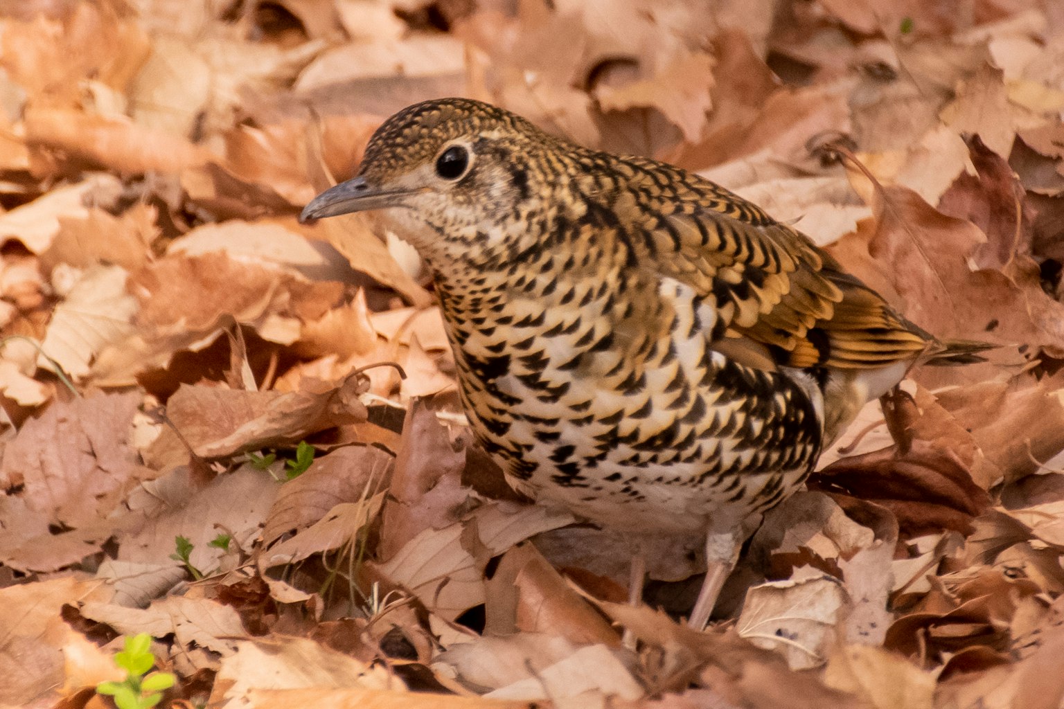A small bird on fallen leaves The bird features brown and white speckled plumage The background is covered in dry leaves