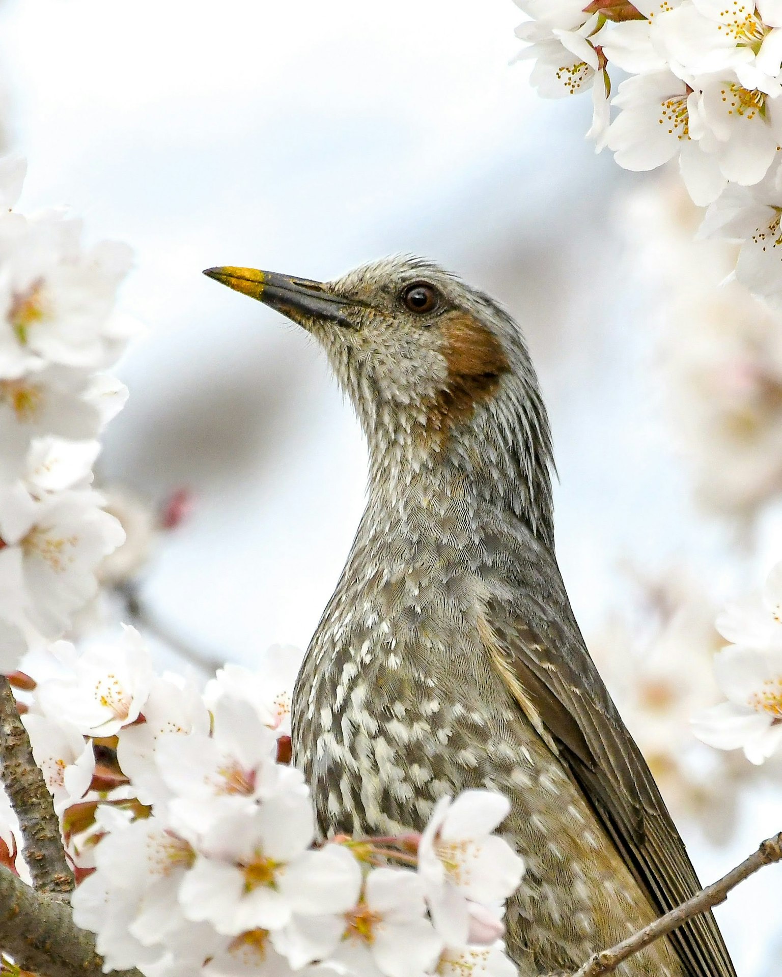 Close-up of a bird among cherry blossoms The bird has gray speckled feathers with an orange patch on its head