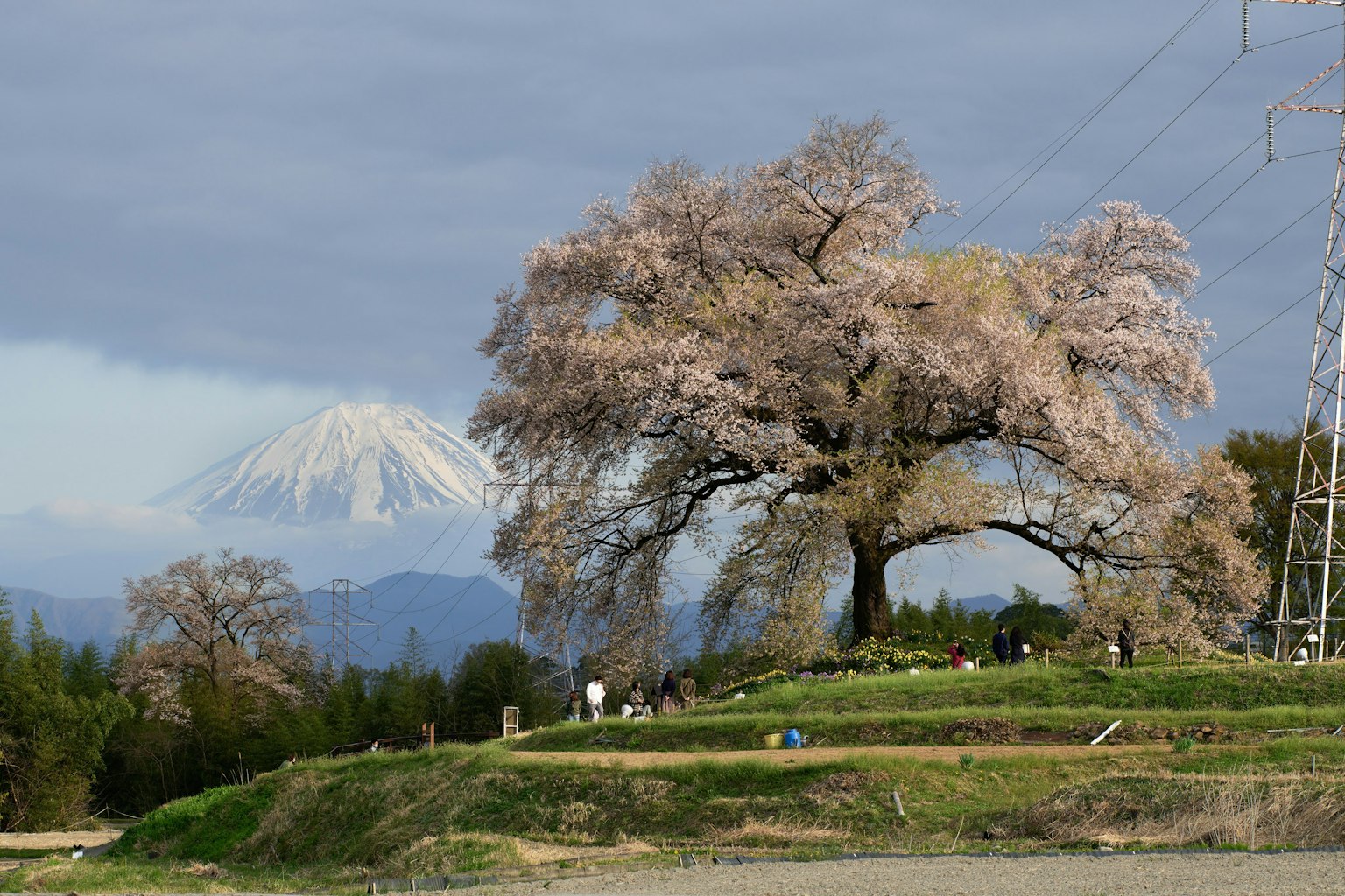 Paesaggio con un albero di ciliegio e il monte Fuji