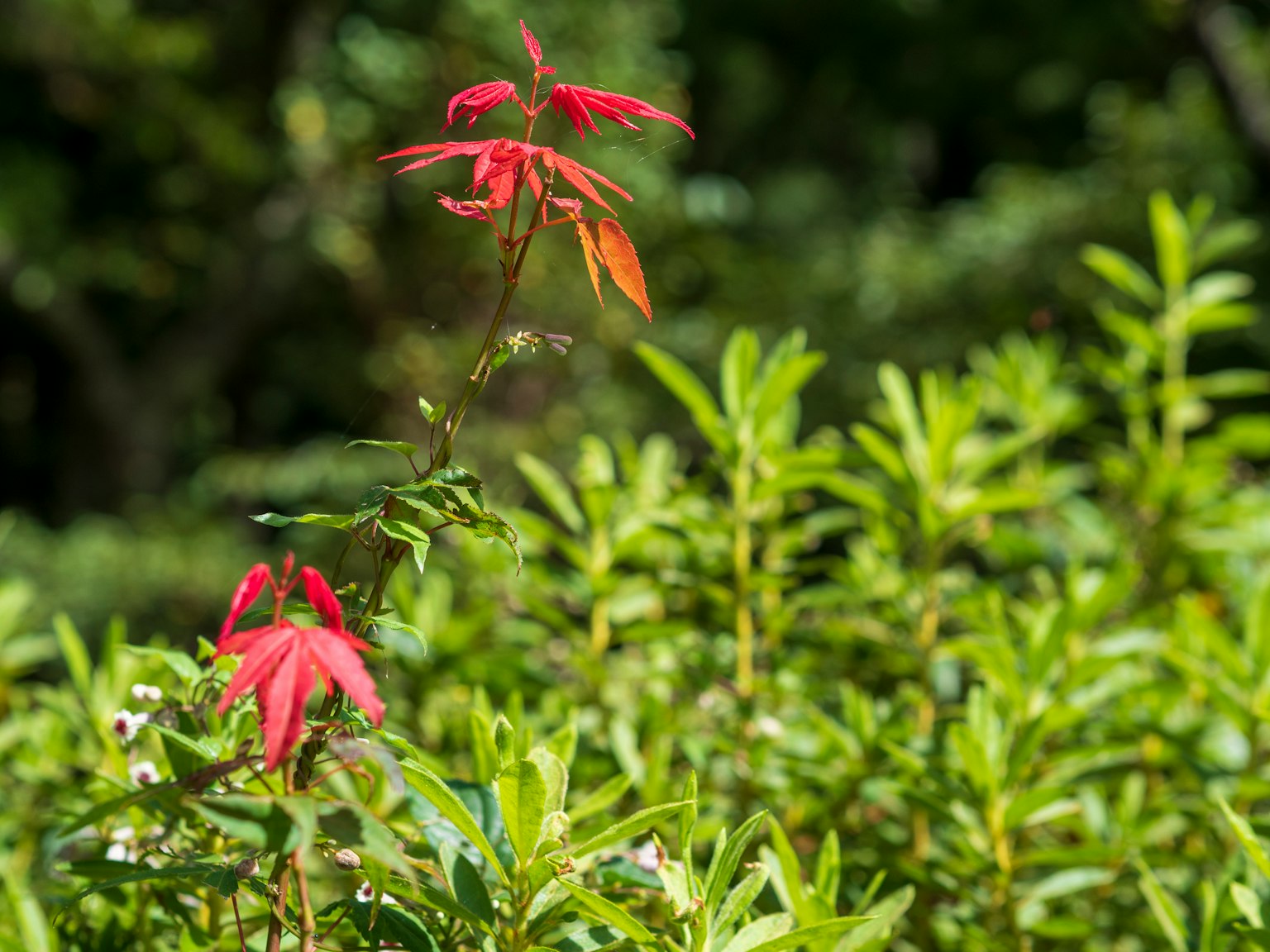 Close-up of a red-leaved plant surrounded by green foliage