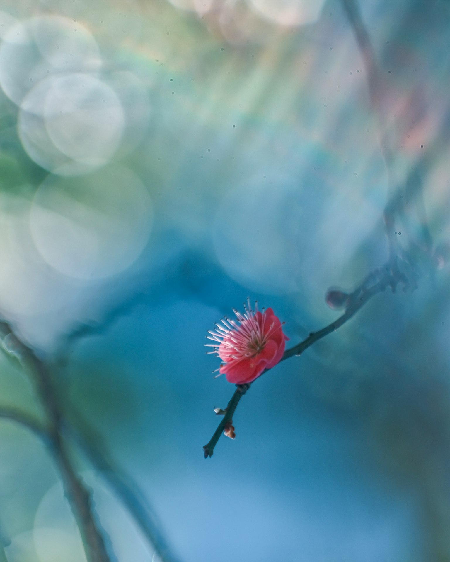 Une fleur rouge unique sur une branche avec un fond bleu flou