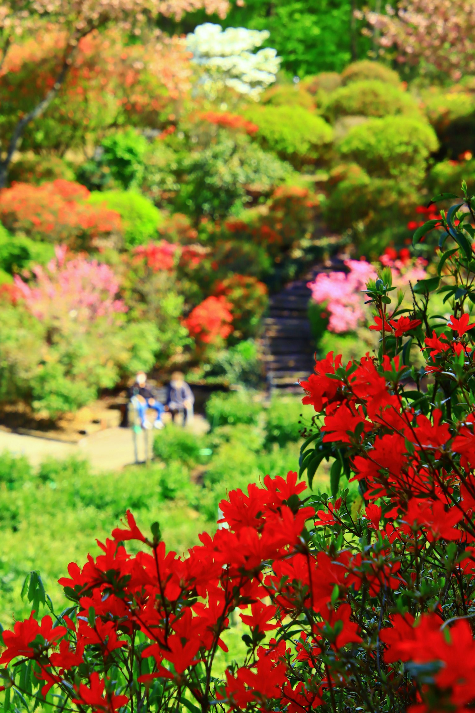 Scène de jardin vibrant avec des fleurs colorées Fleurs rouges au premier plan avec des arbres verts et roses en arrière-plan