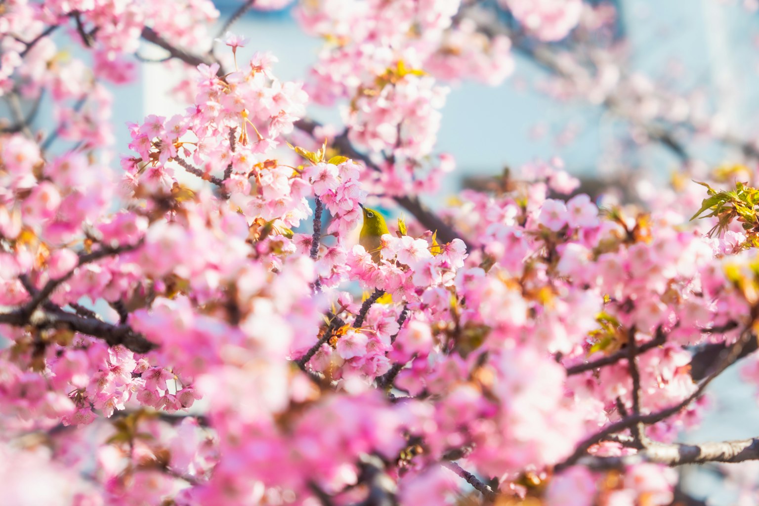 Kedekatan cabang bunga sakura dengan bunga pink lembut yang sedang mekar penuh