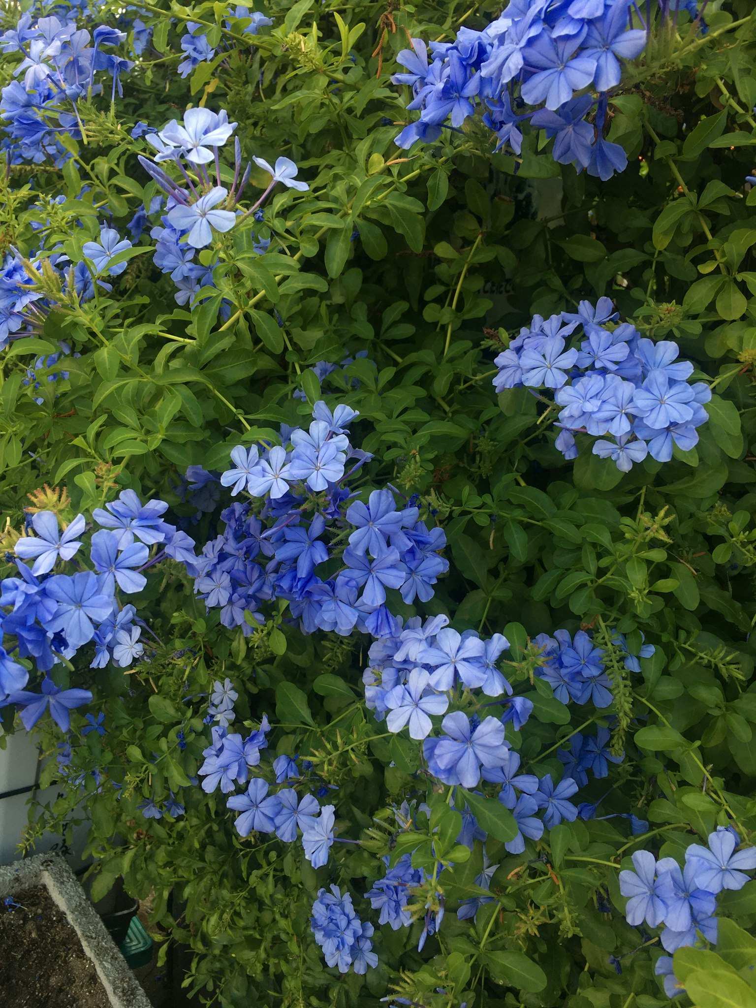 綠色植物上盛開的藍色花朵的照片