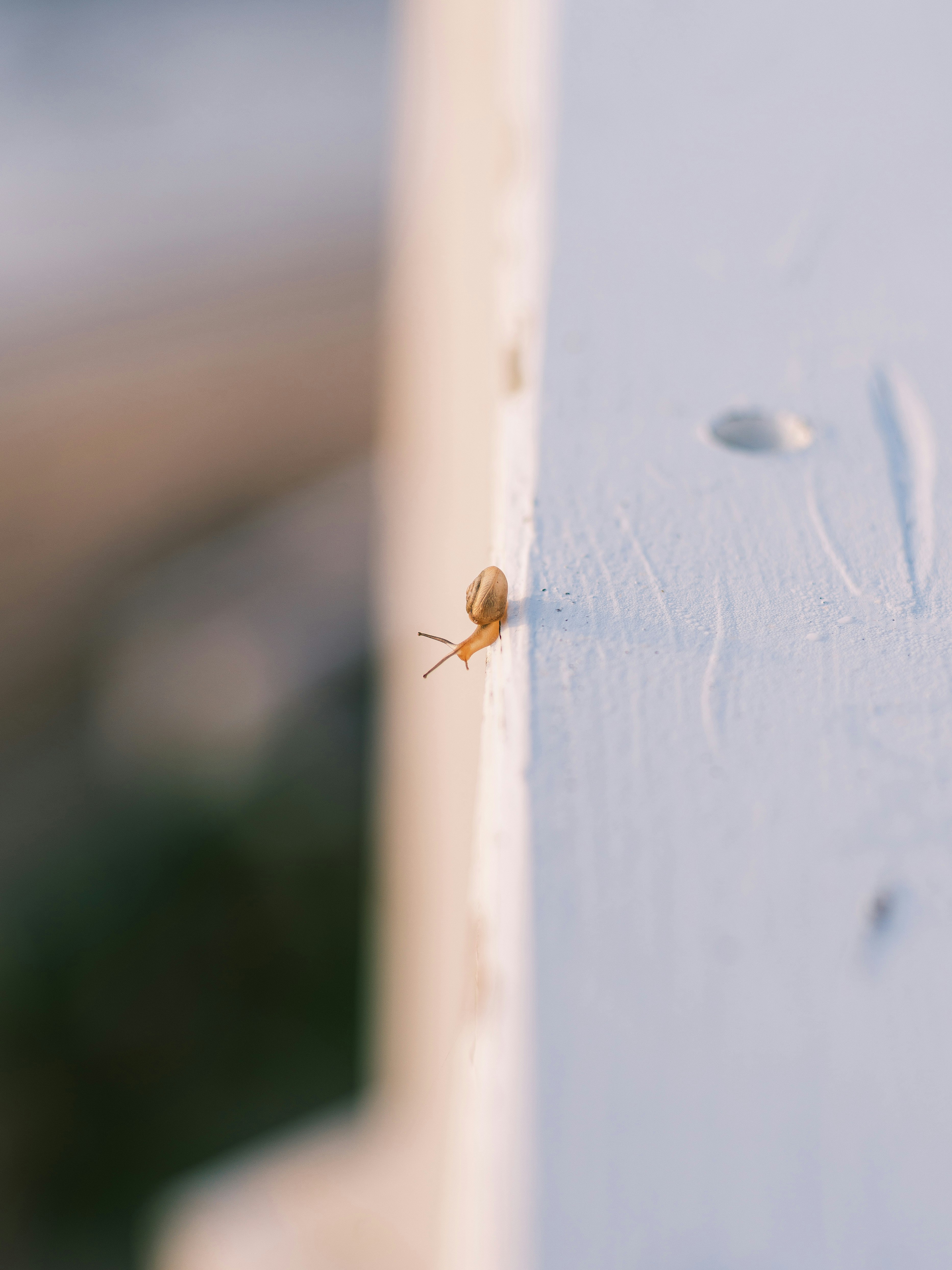 petit insecte sur une surface murale