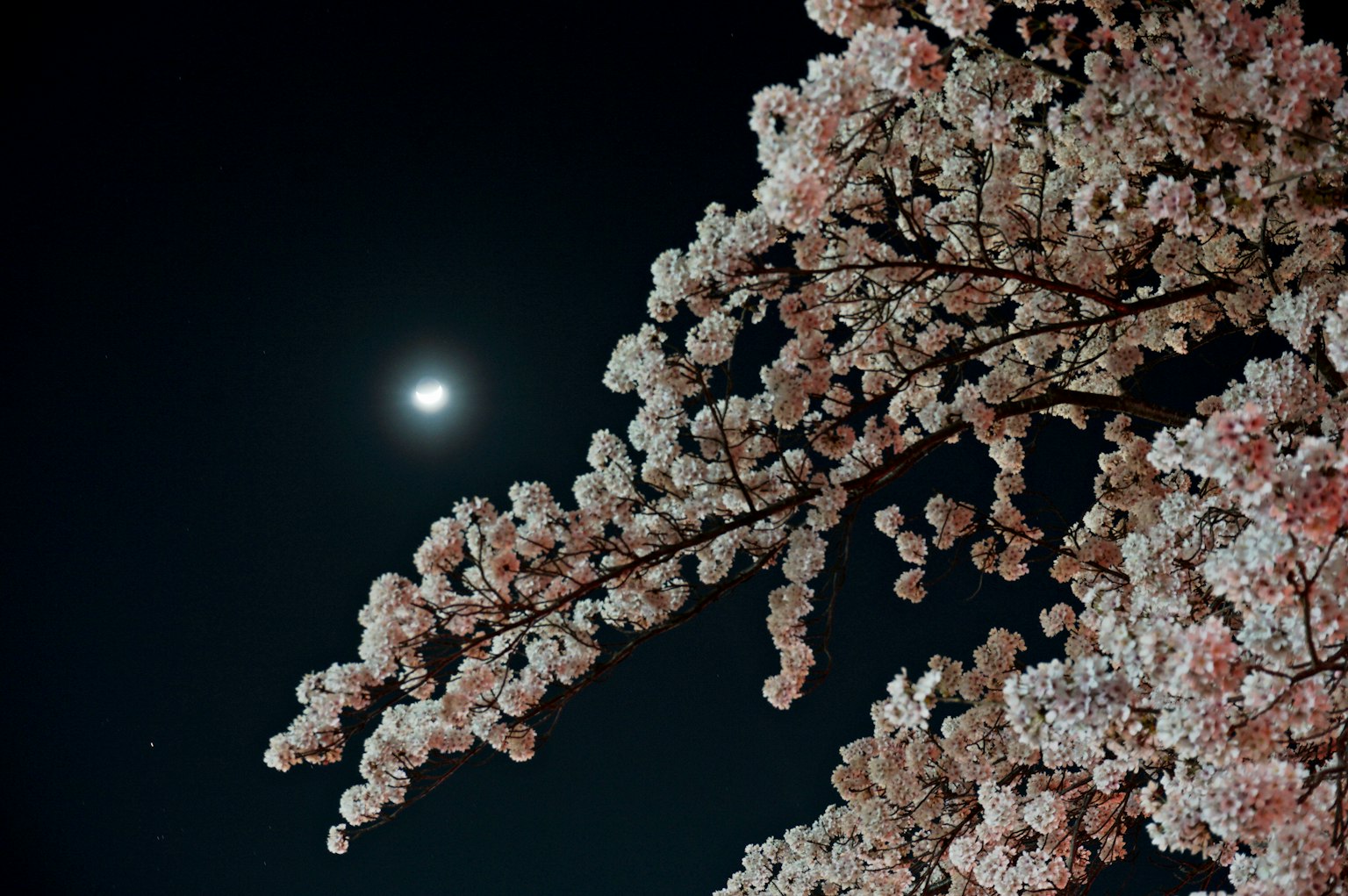月光照耀的夜空与樱花树枝