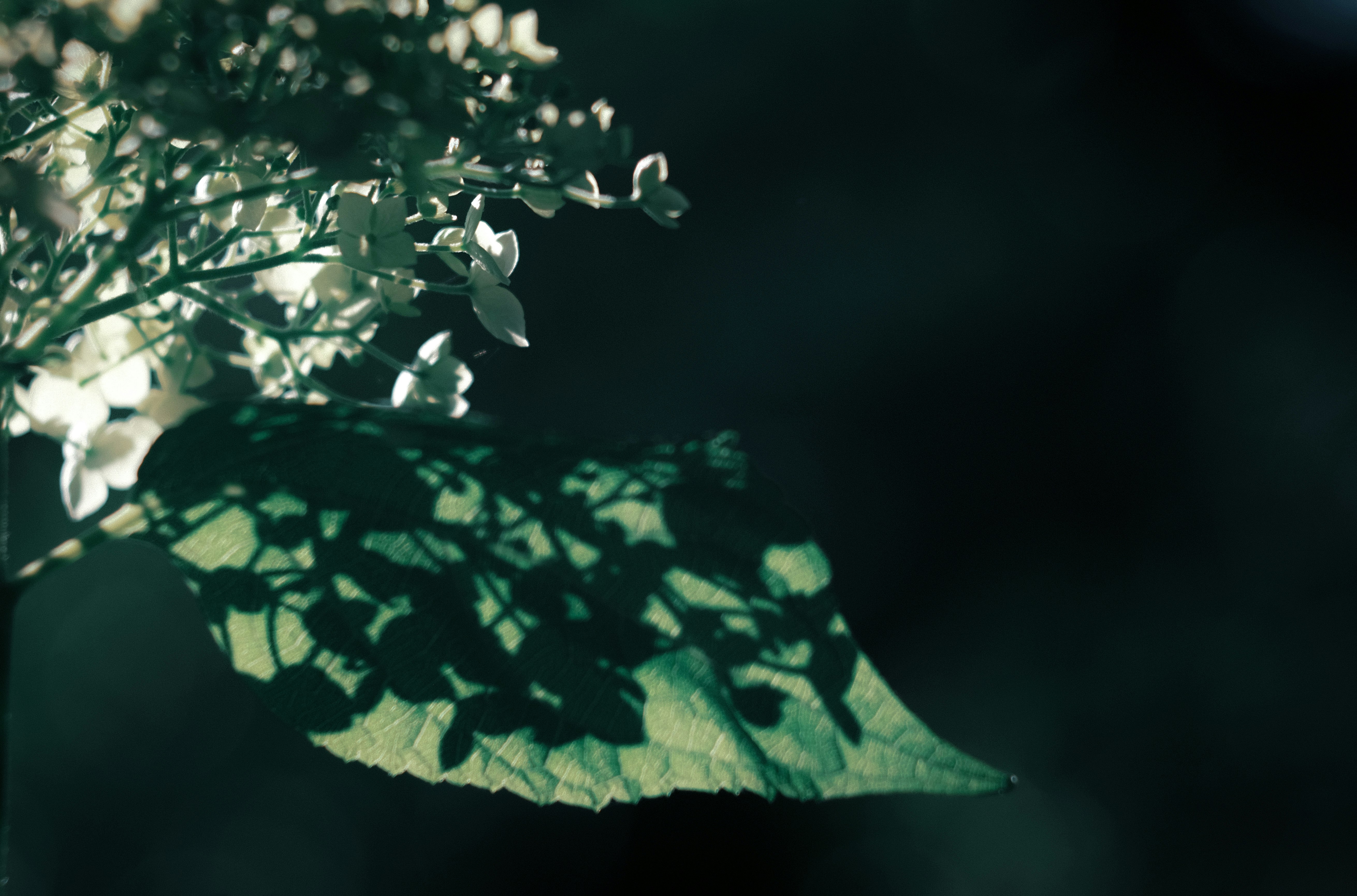 紫陽花（アナベル）の花と緑の葉のクローズアップ