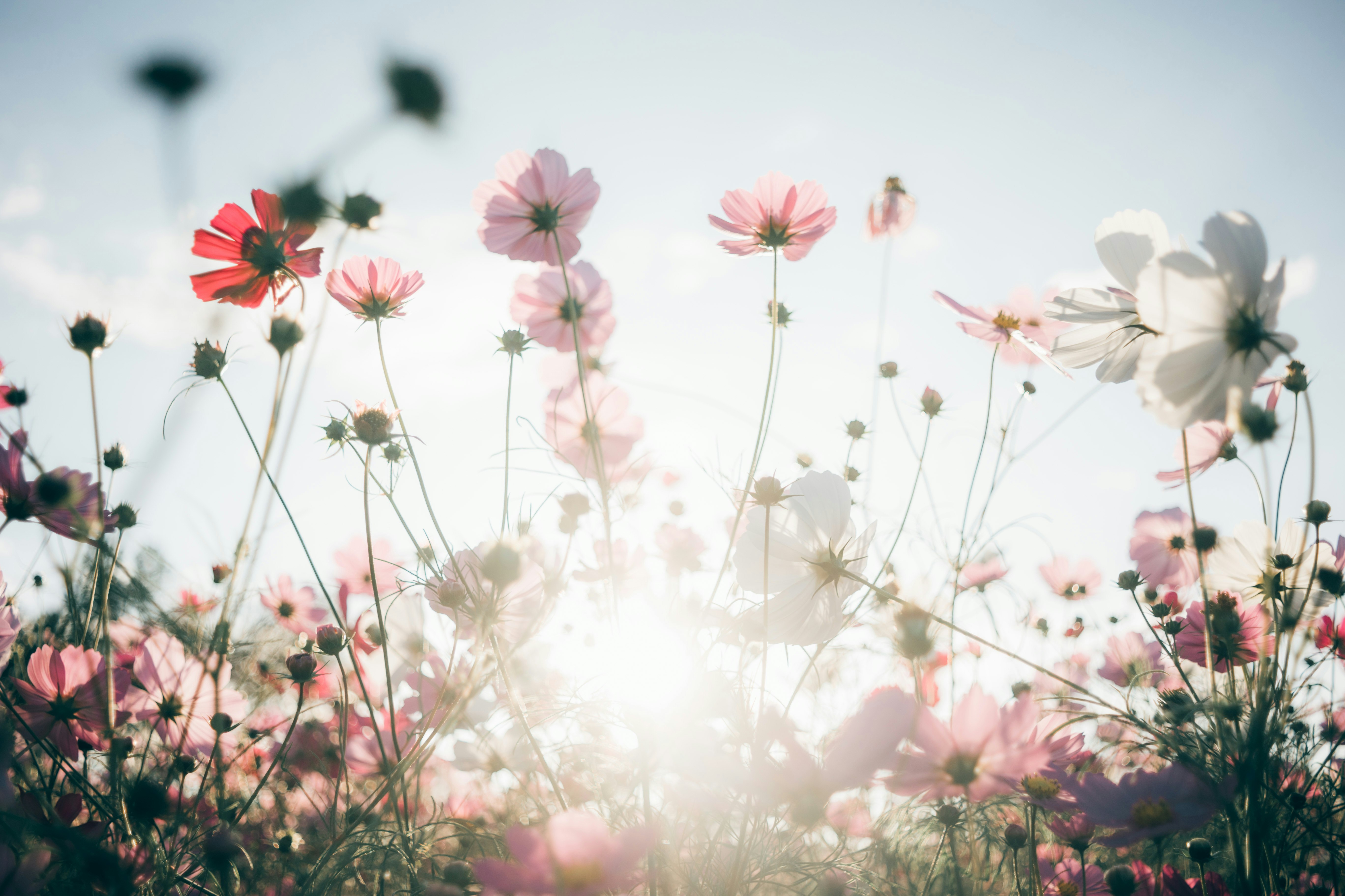 Cosmos and wildflowers in a meadow lit by morning sunlight