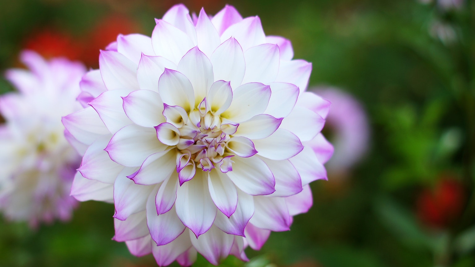 Một bông hoa dahlia xinh đẹp với cánh hoa trắng và hồng