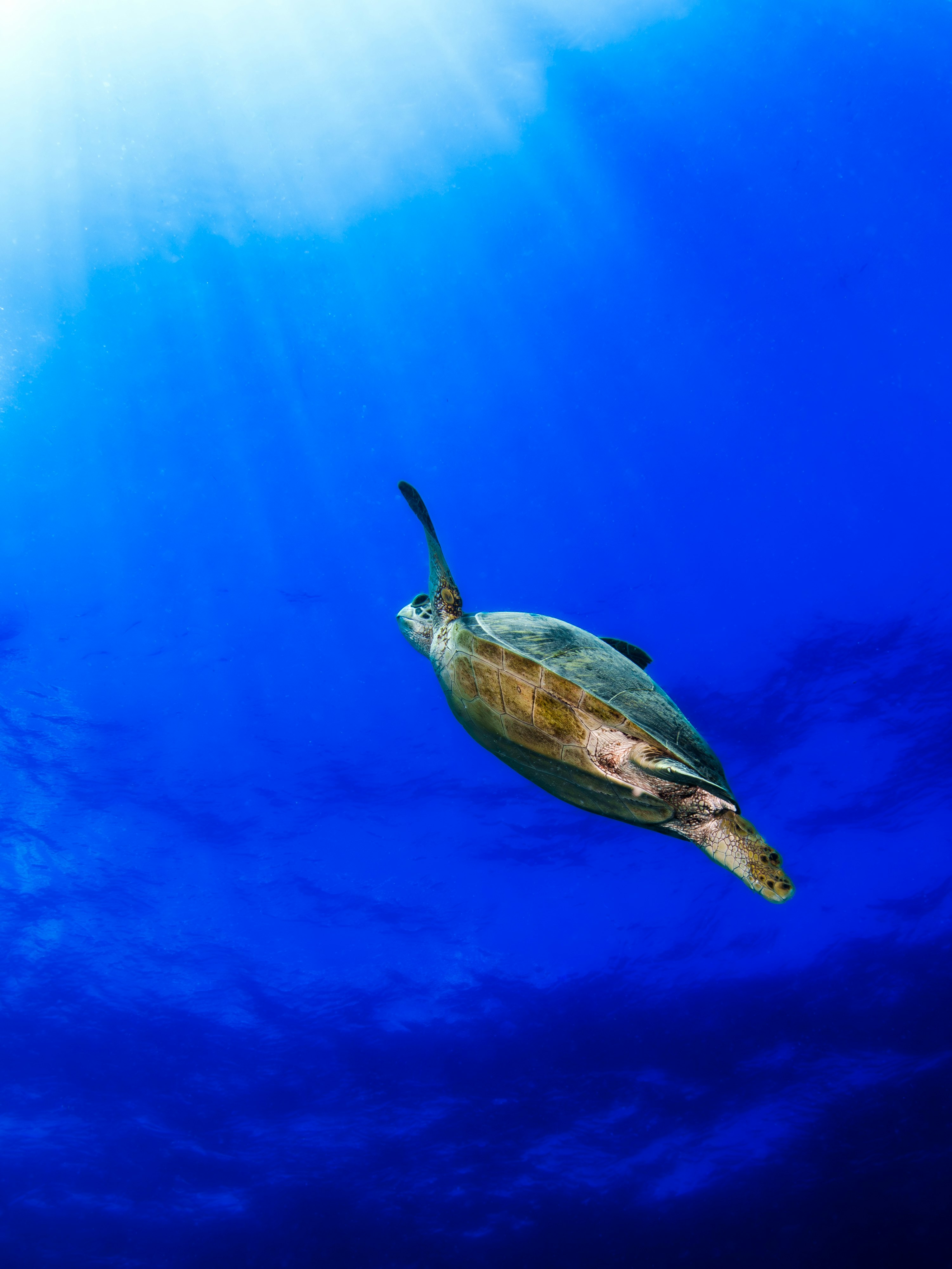青い水中を泳ぐウミガメ