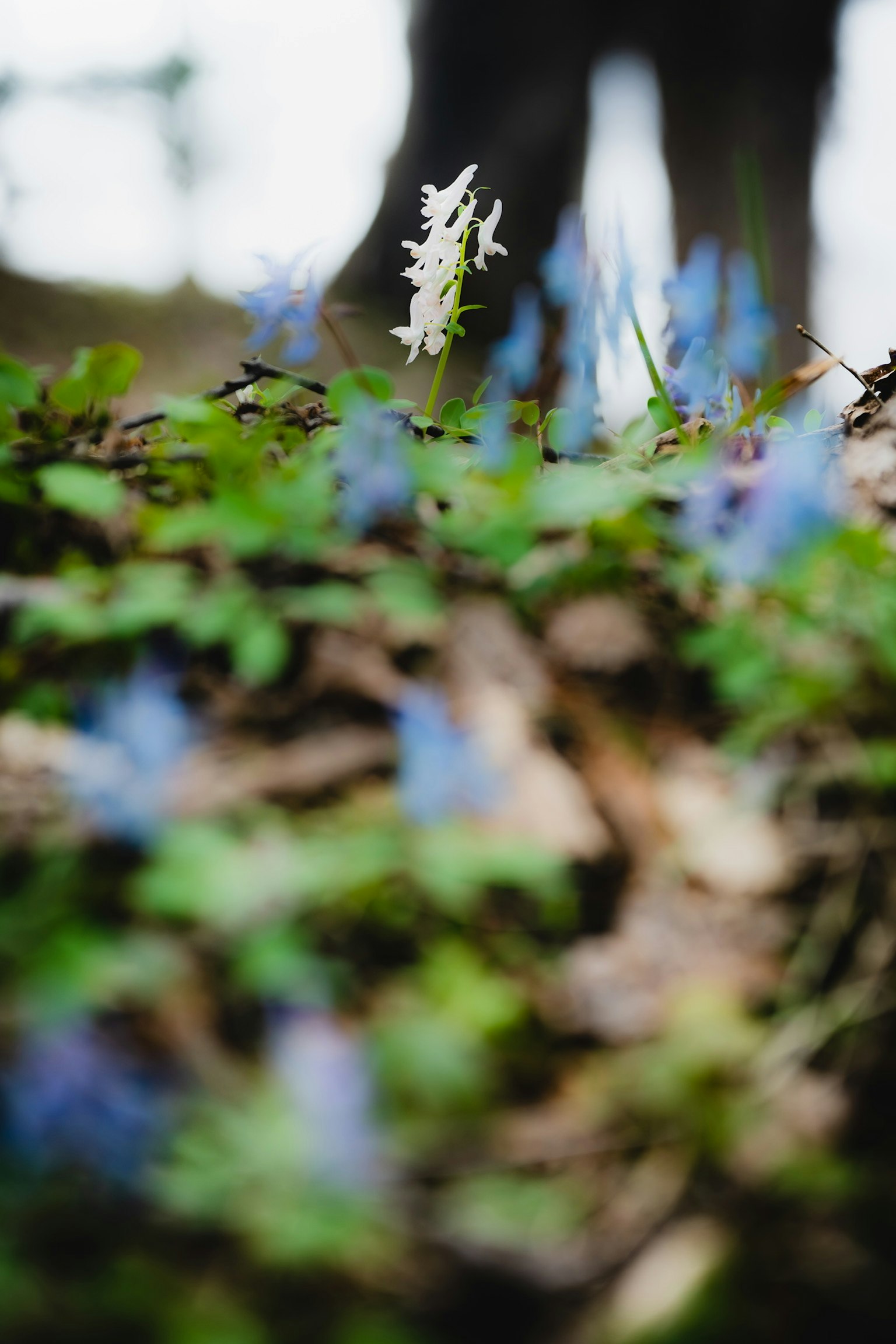 Weiße Blume und blaue Blumen blühen auf dem Waldboden