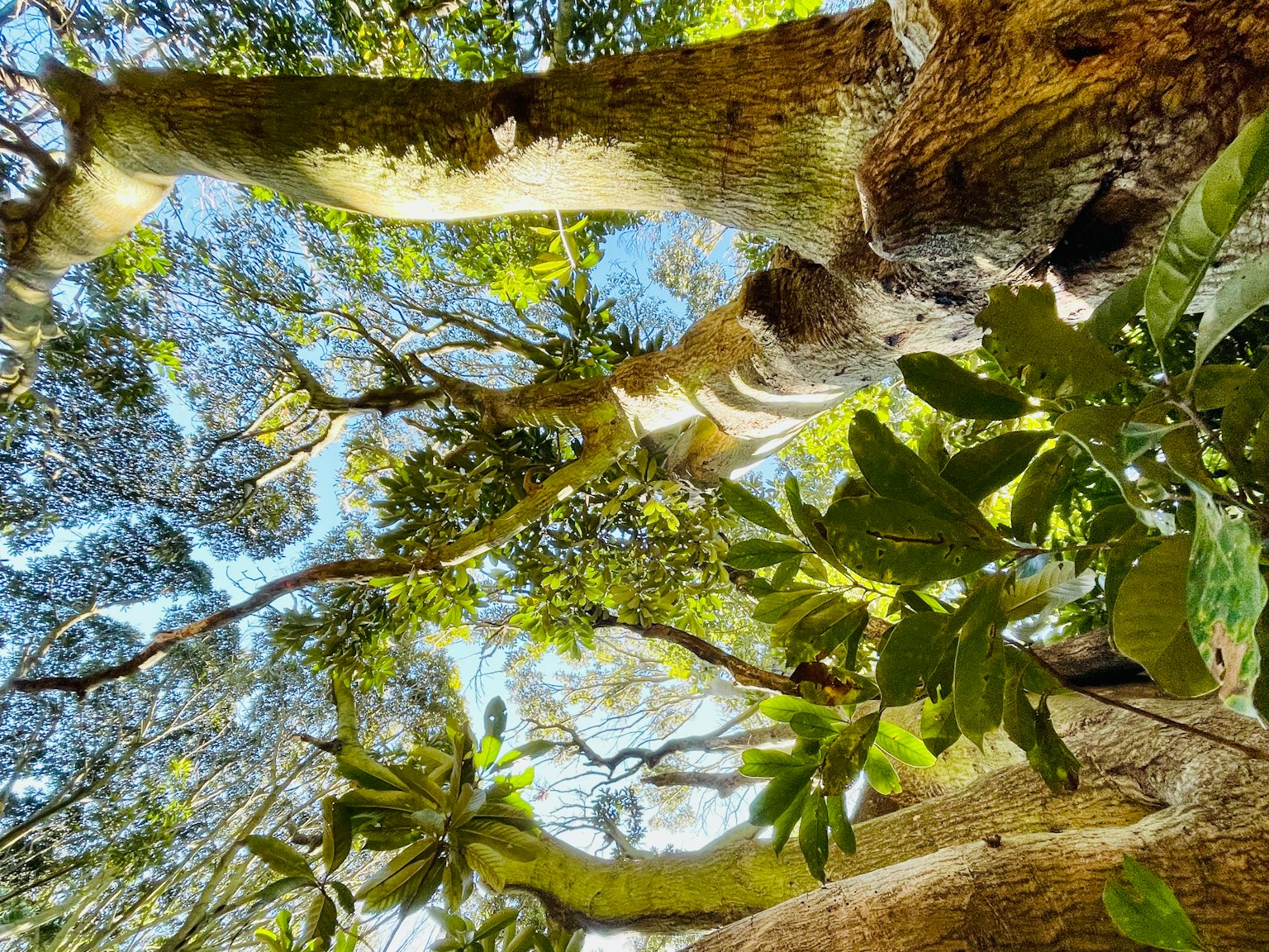 Vista del cielo azul y el follaje desde abajo de los árboles