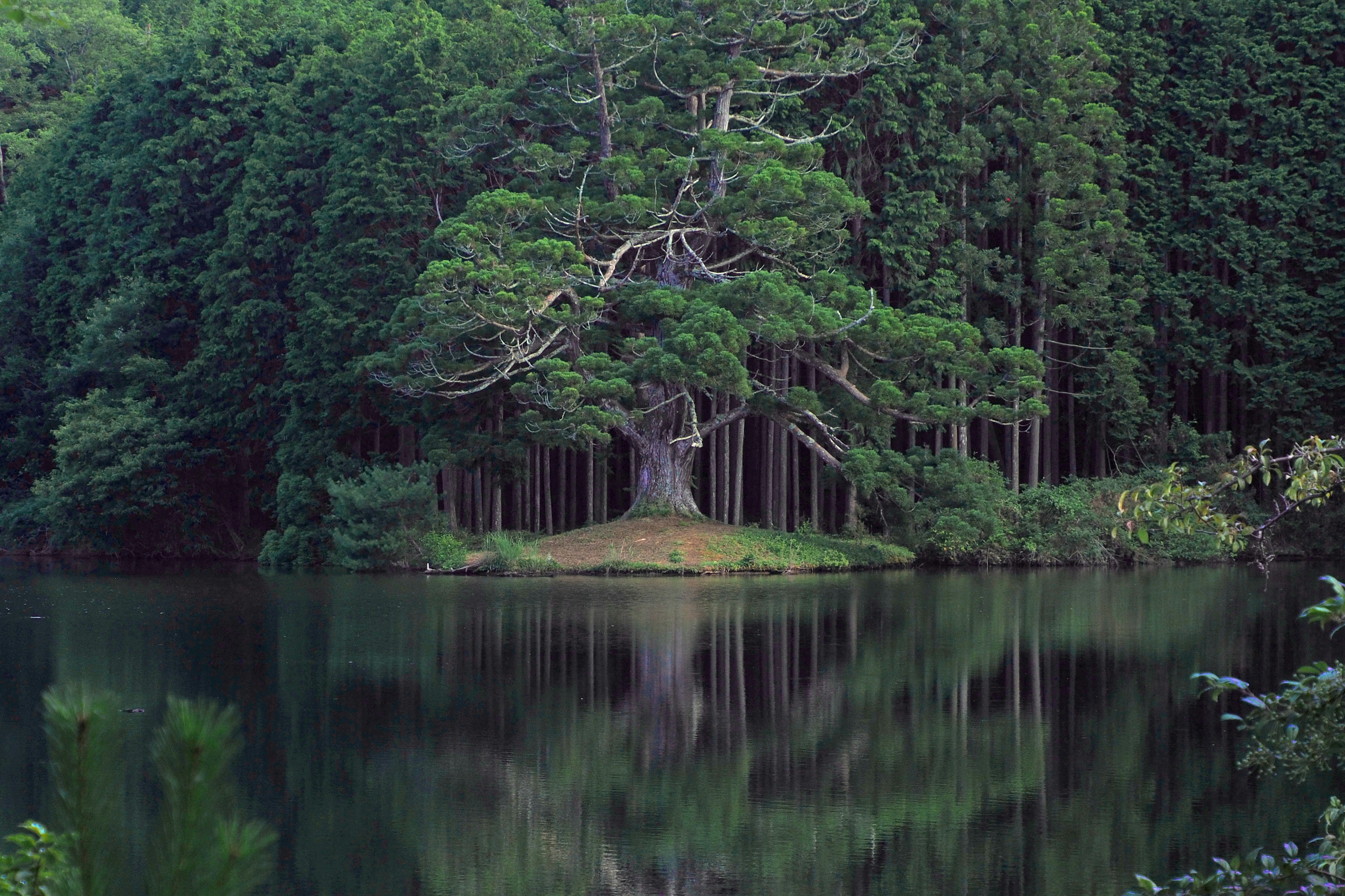 森に囲まれた静かな湖面の風景