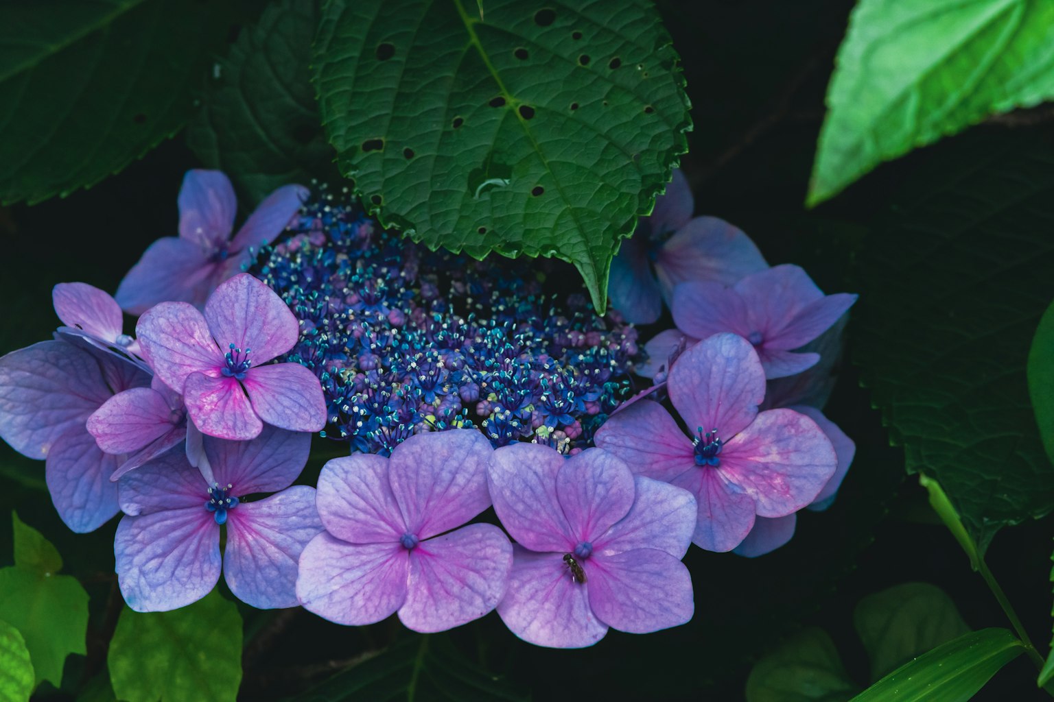 Bunga hydrangea ungu dikelilingi daun hijau