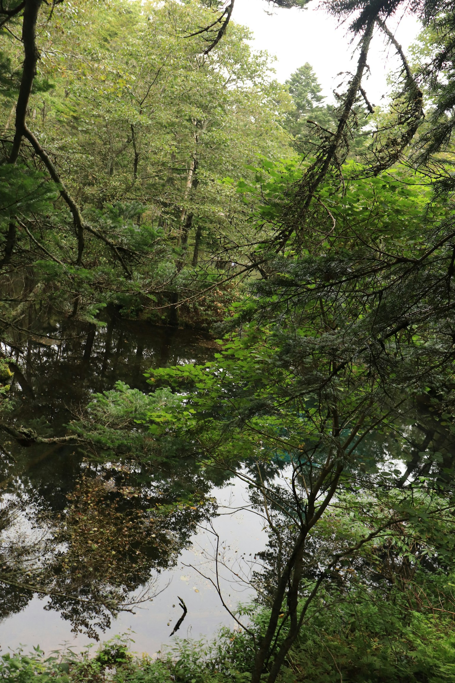 Superficie de agua tranquila rodeada de árboles verdes exuberantes en un bosque