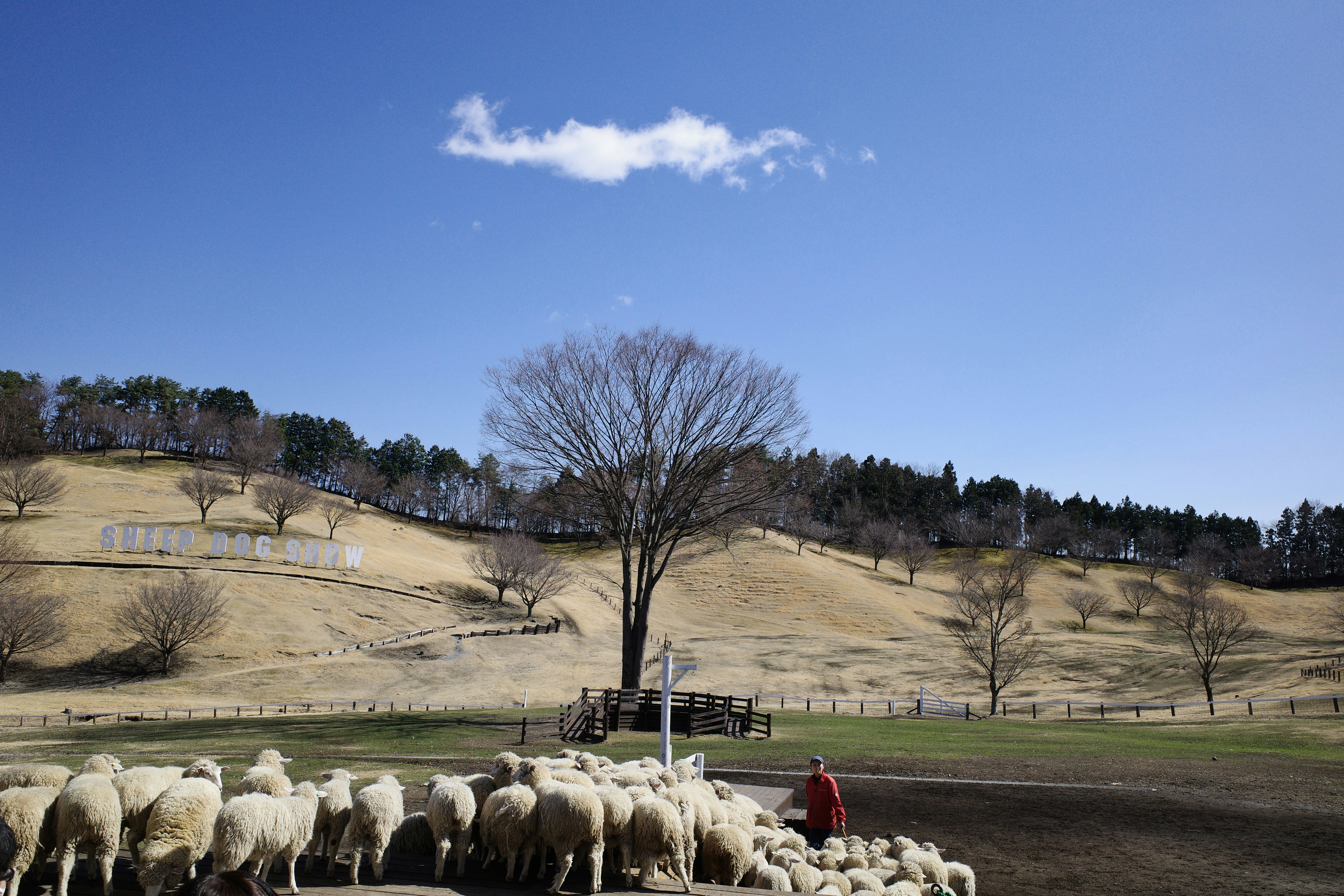 personne observant un troupeau de moutons dans un pâturage vallonné