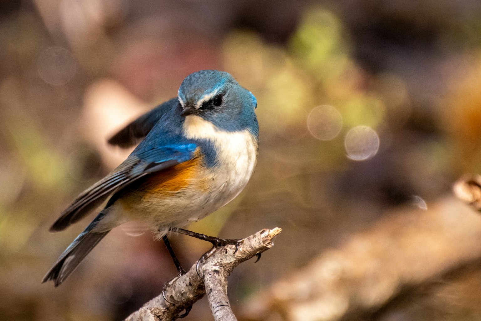 Un piccolo uccello con piume blu vivaci appollaiato su un ramo