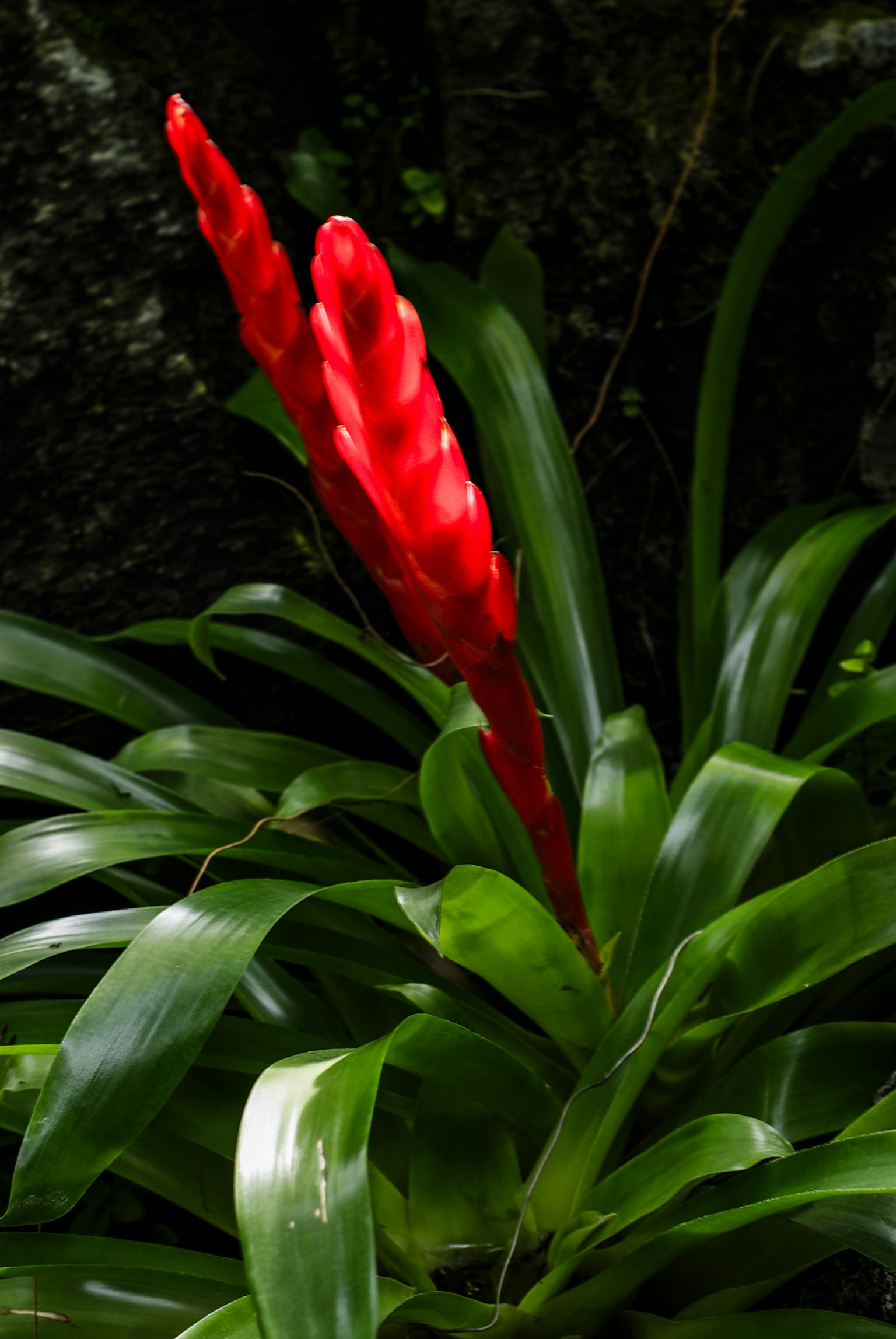 Vibrant red flower blooming among green leaves