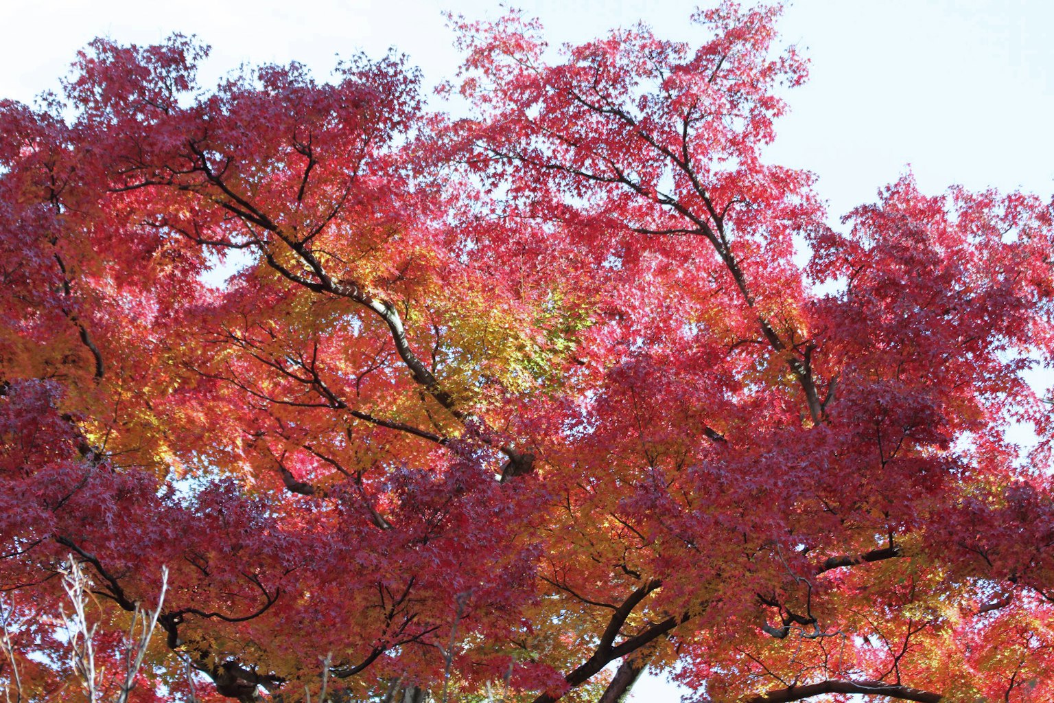 Beautiful branches of a tree with vibrant red and orange autumn leaves