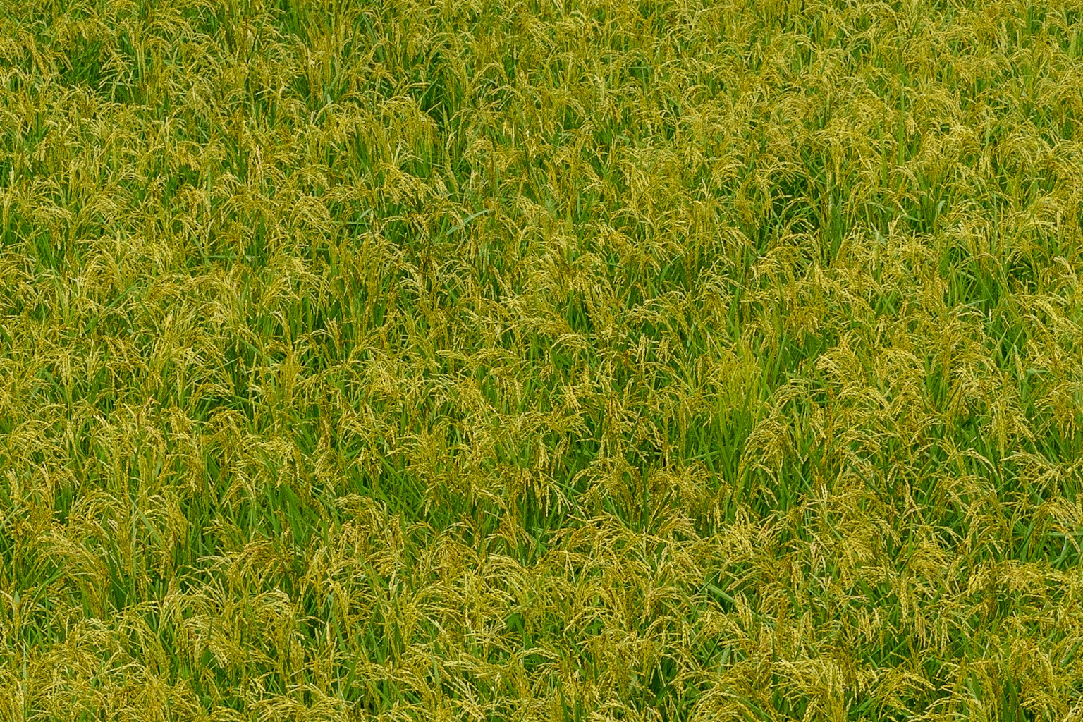 Un campo di piante di riso verdi e gialle che ondeggiano dolcemente