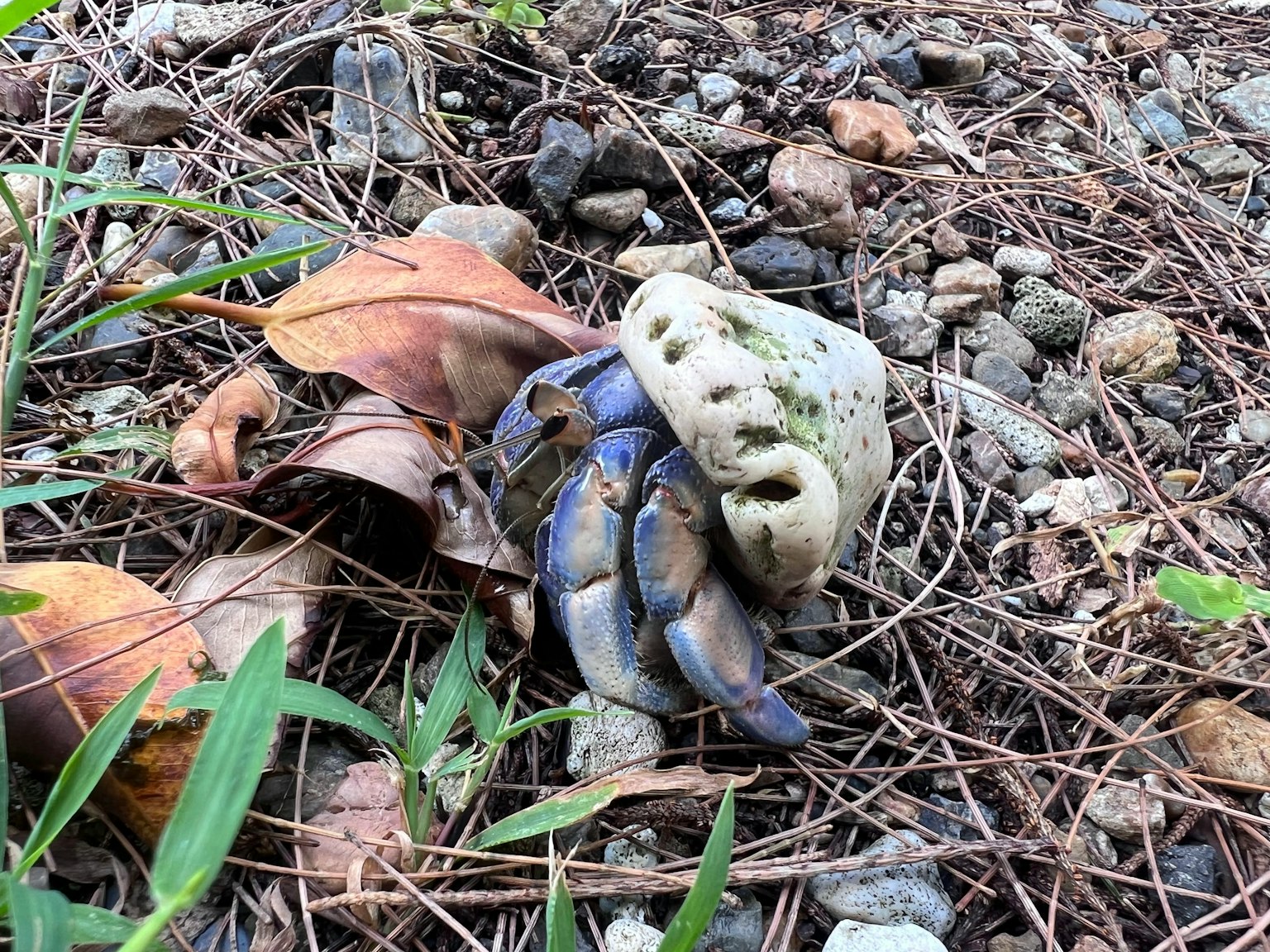 Blaukrabbe mit einer Schale auf Steinen und Blättern