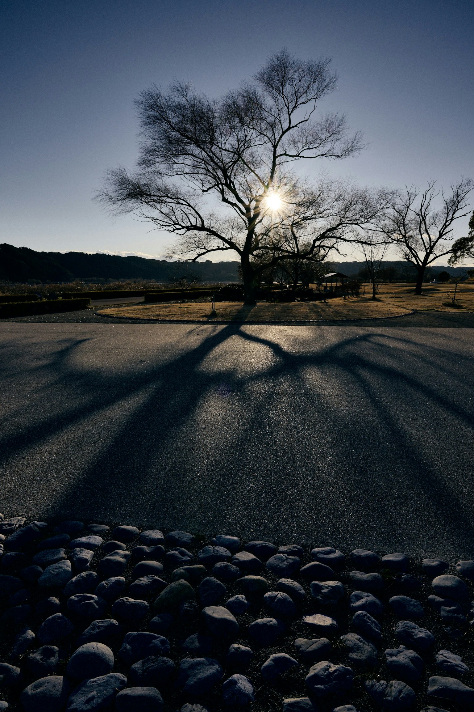 Baum wirft lange Schatten auf einen Steinweg bei Sonnenuntergang