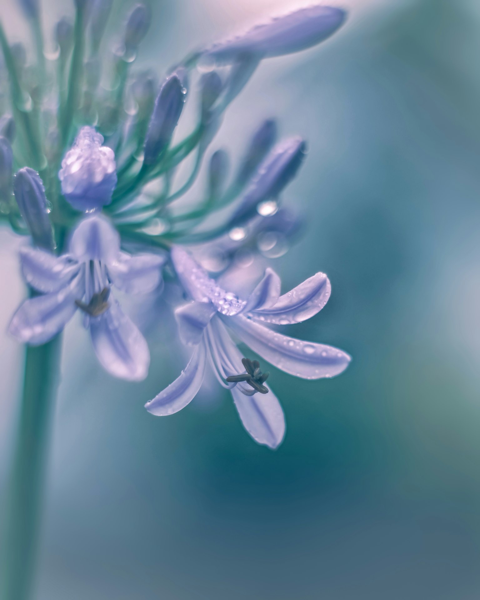 Gros plan de fleurs violettes pâles avec des gouttes d'eau