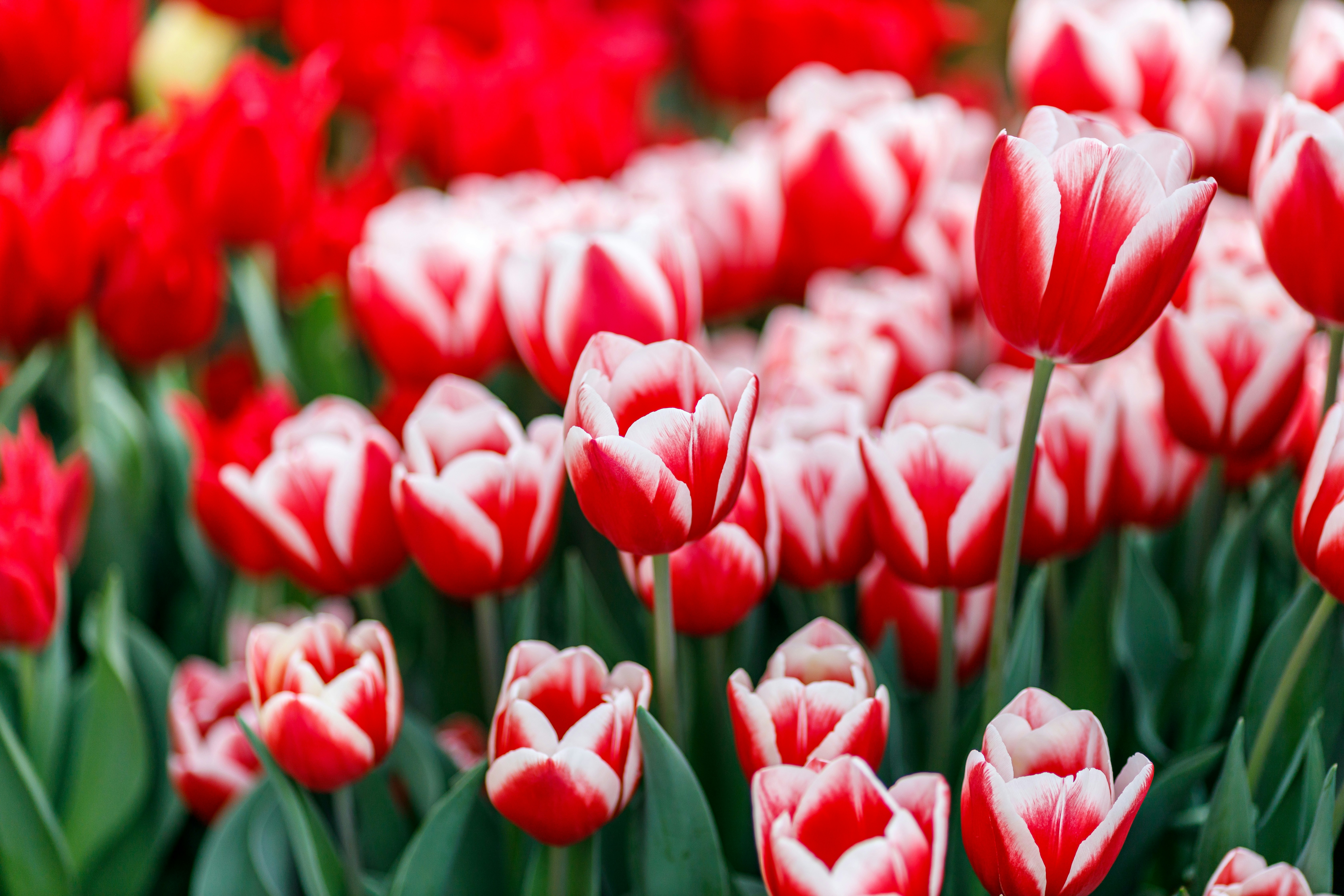 チューリップ畑の赤と白の花が咲き並ぶ春の風景