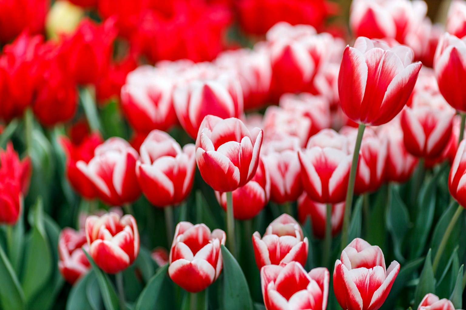 Kebun bunga indah dengan tulip merah dan putih