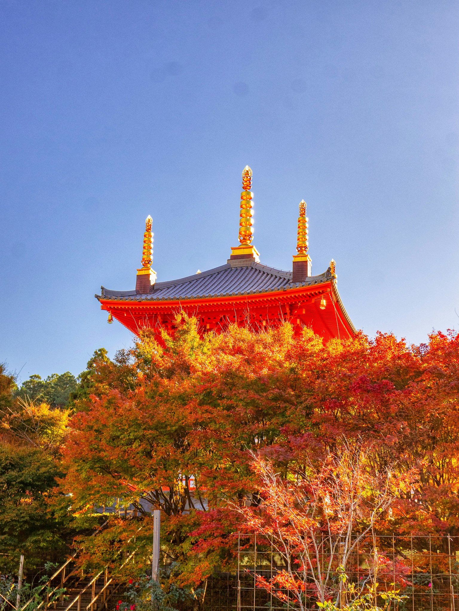 日本寺庙，金色尖顶被生机勃勃的秋叶包围