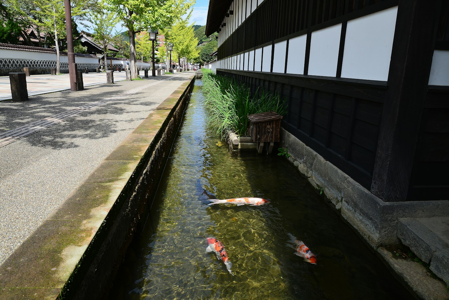 ทิวทัศน์สวยงามของปลาคาร์พว่ายในลำธารใสข้างอาคารแบบดั้งเดิม