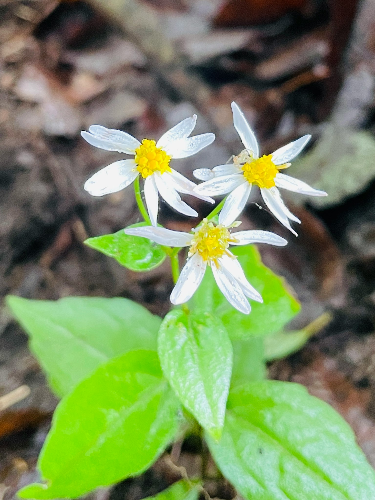 Petite plante avec des fleurs blanches et des feuilles vertes