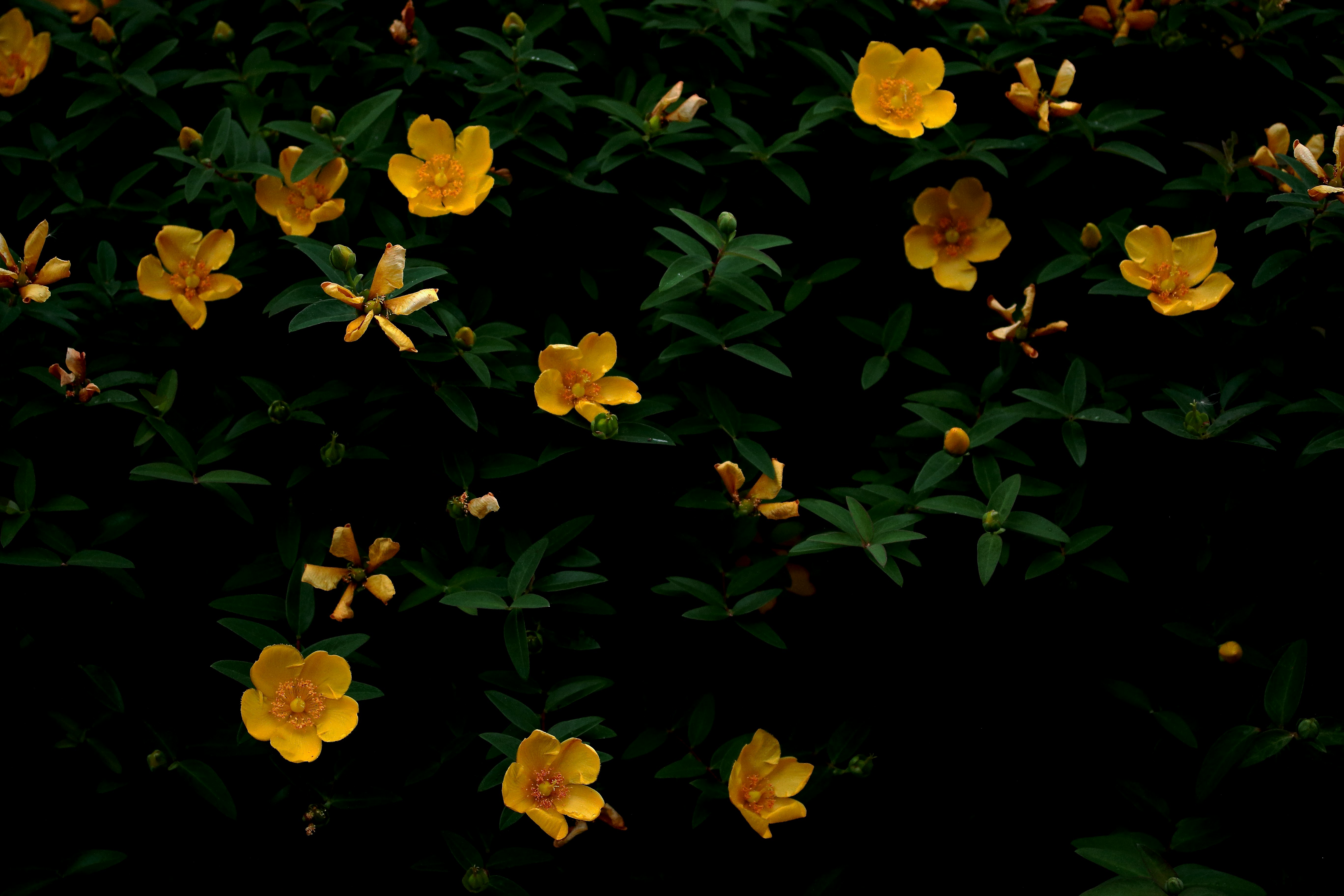yellow flowers blooming among dense green foliage image