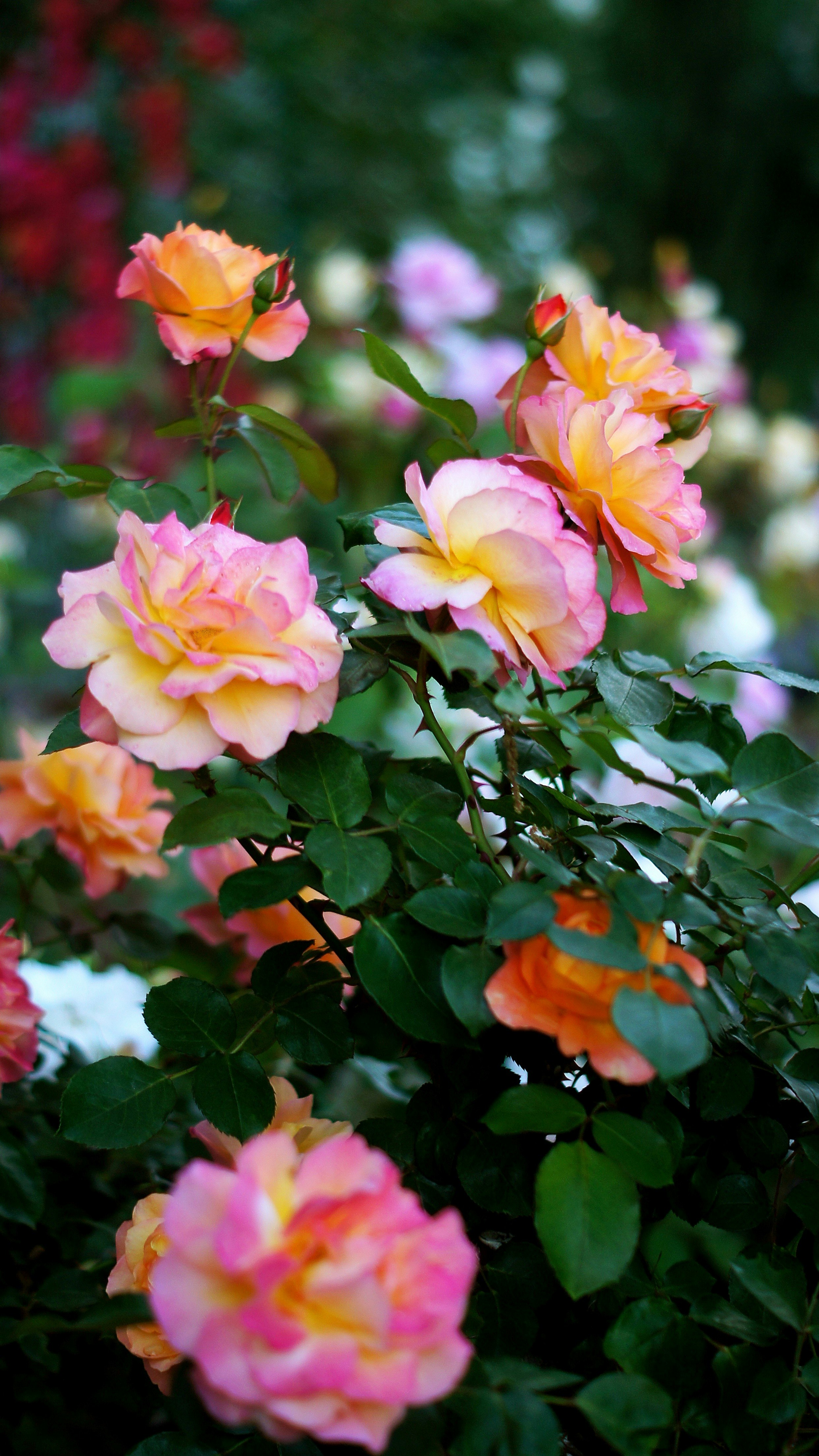 春のバラ苑のピンクとオレンジのバラの花