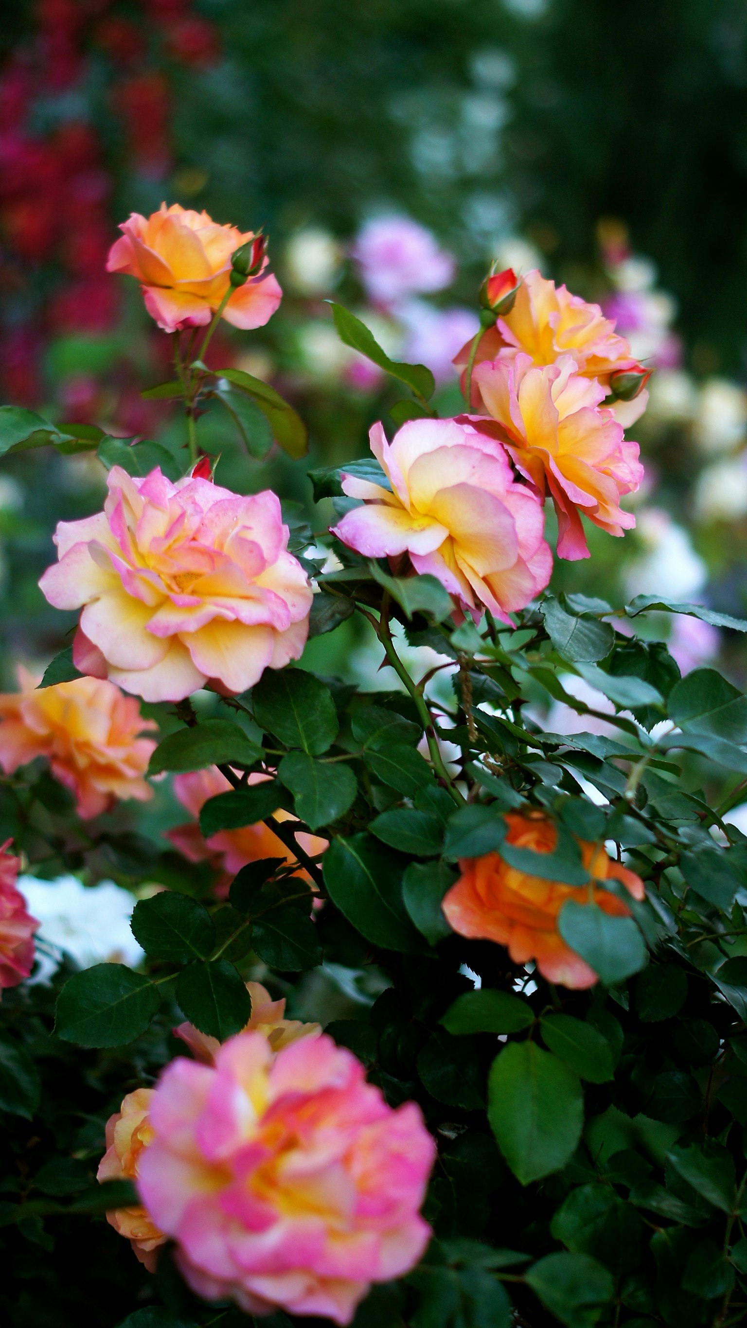 photo-5mQ4BmDFuMGyuSWmGXO4-image