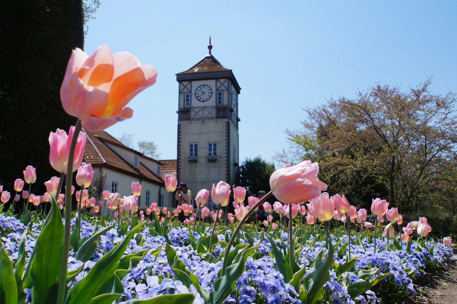 Tulipanes coloridos y flores azules en un parque con una torre del reloj al fondo